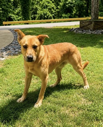 Scooby, ADOPTABLE, Adult Male Golden Retriever.