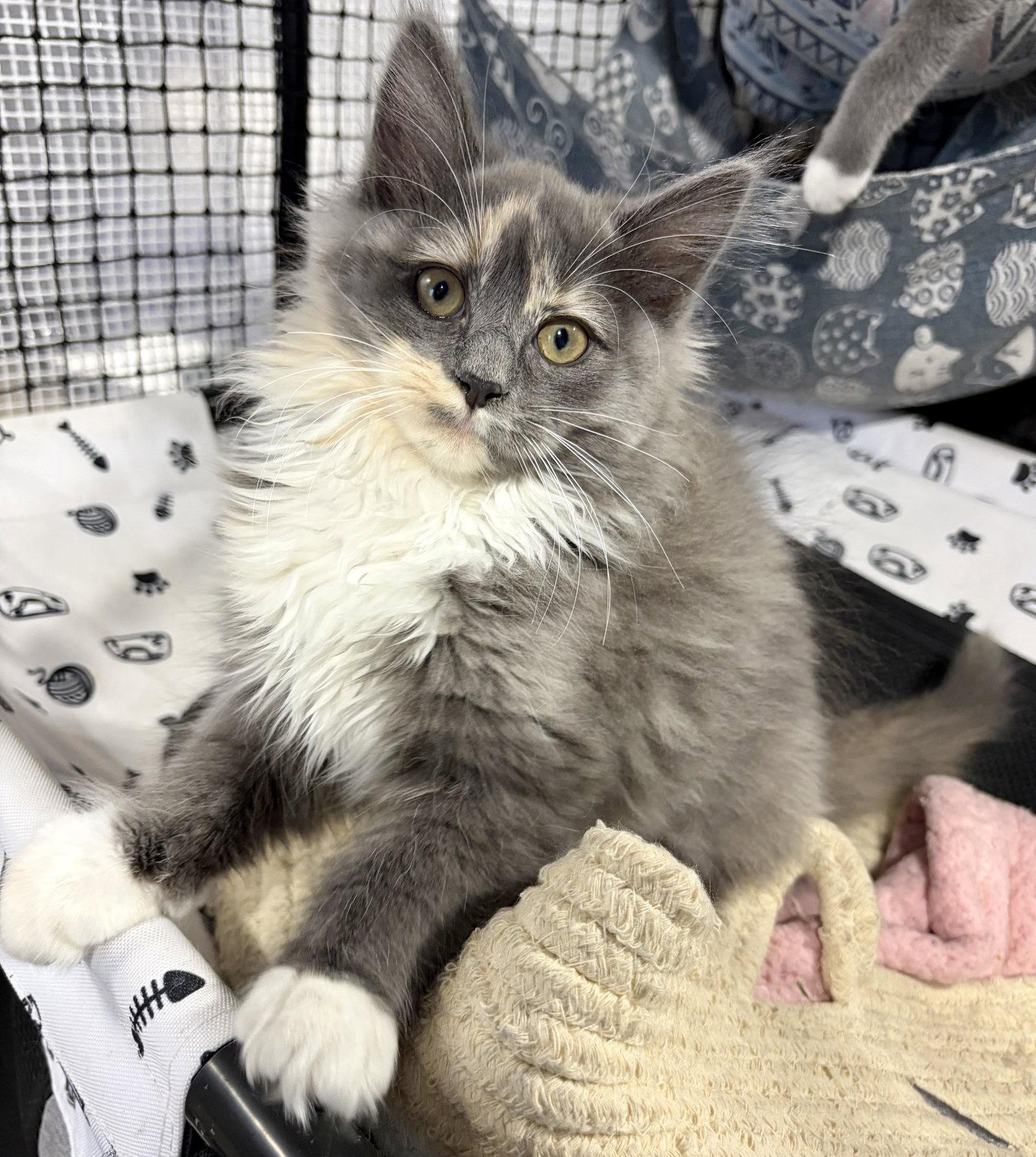 Phoebe, Adopted, Kitten Female Domestic Long Hair & Domestic Medium Hair.
