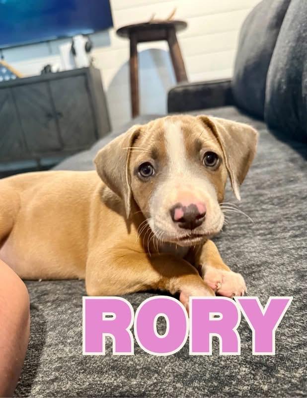 Rory, Adoptable, Puppy Female Mixed Breed.