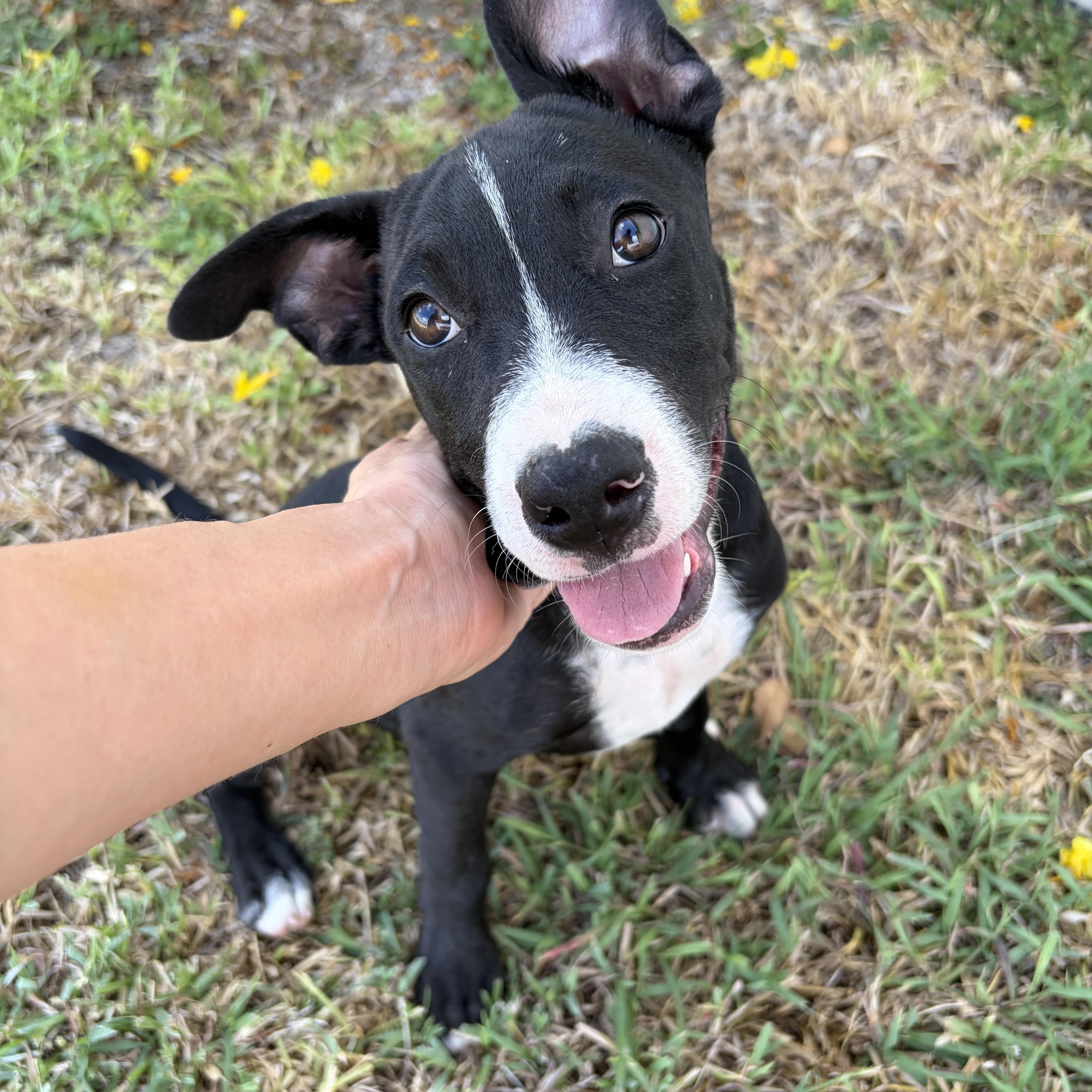 Darla, ADOPTABLE, Puppy • Female, Australian Kelpie.