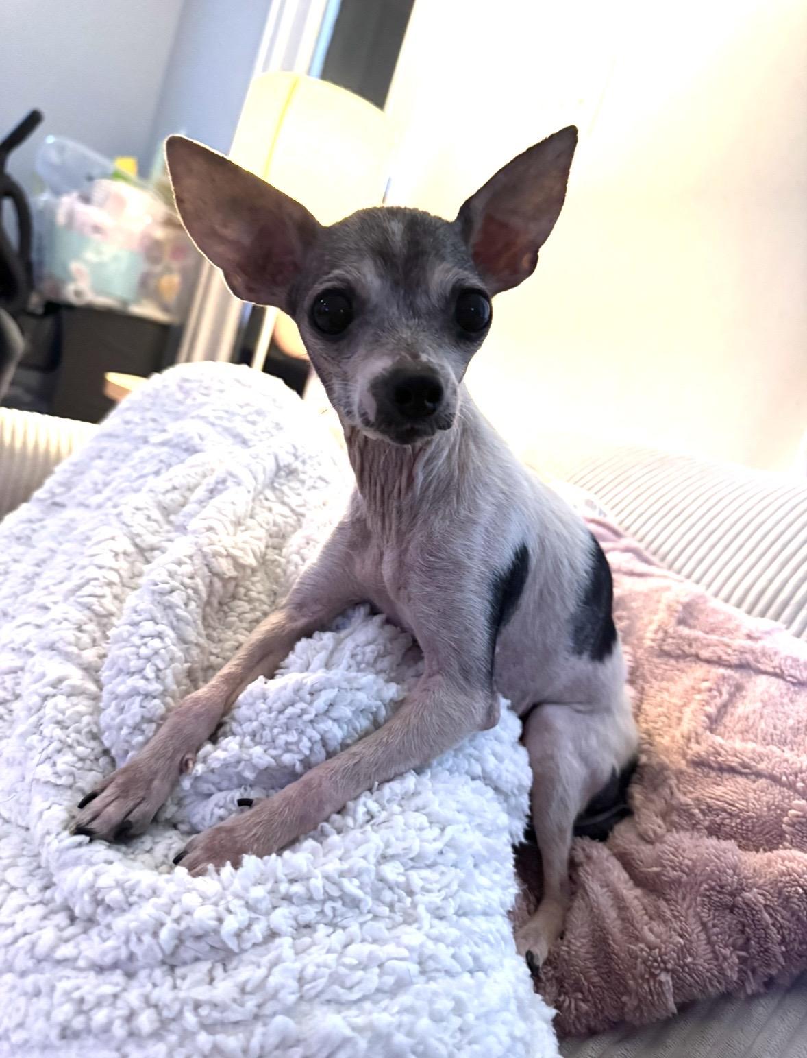 Ruthie , a ADOPTABLE Chihuahua in Ontario, NY image 1/6