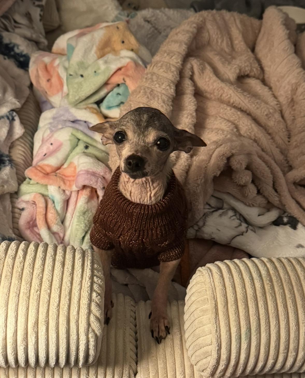 Ruthie , a ADOPTABLE Chihuahua in Ontario, NY image 3/6