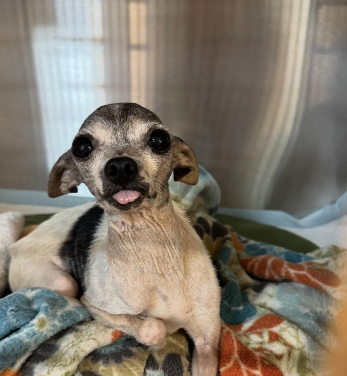 Ruthie , ADOPTABLE, Senior Female Chihuahua.