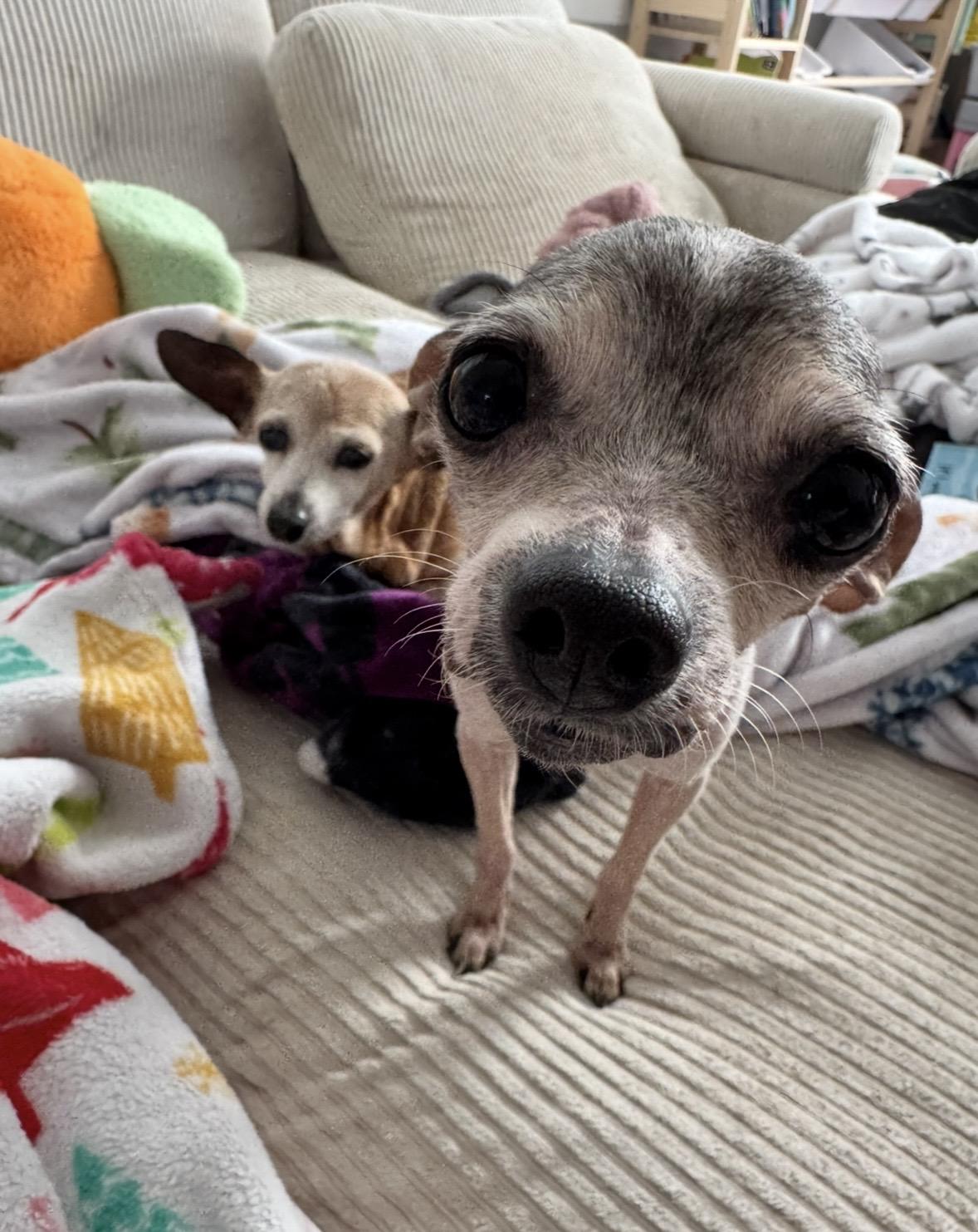 Ruthie , a ADOPTABLE Chihuahua in Ontario, NY image 6/6