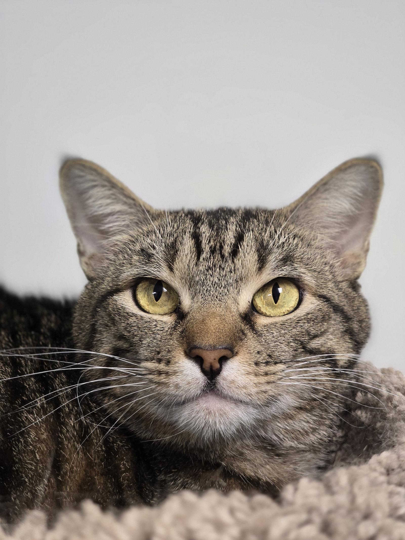 Enlarge Chip, a Adoptable mixed breed in Locust Grove, GA image 2/3