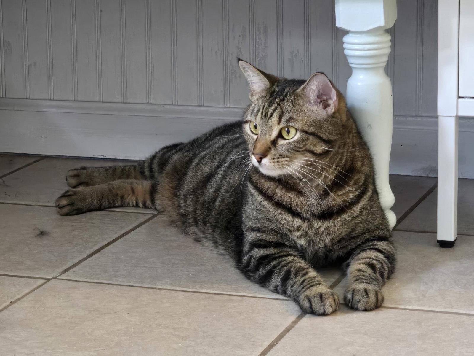 Enlarge Chip, a Adoptable mixed breed in Locust Grove, GA image 3/3