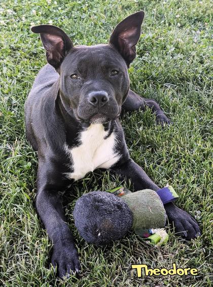 Theodore, a Adoptable mixed breed in Mason, MI image 1/3
