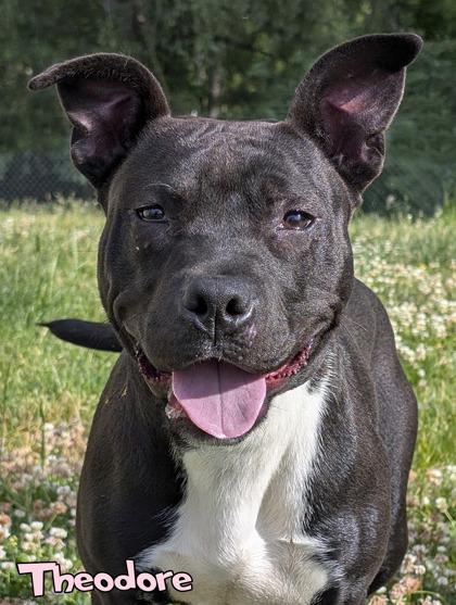 Theodore, a Adoptable mixed breed in Mason, MI image 2/3