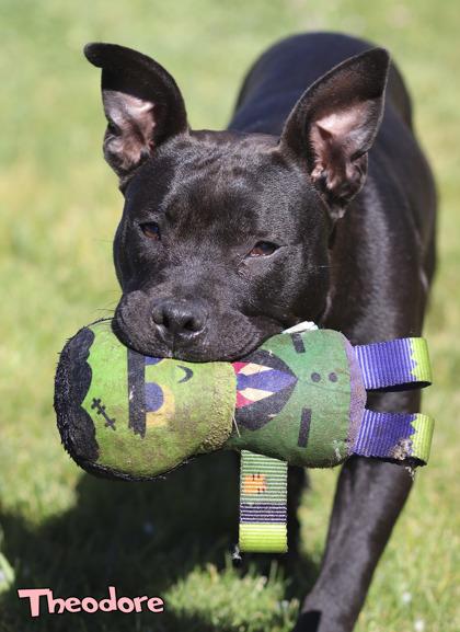 Theodore, a Adoptable mixed breed in Mason, MI image 3/3