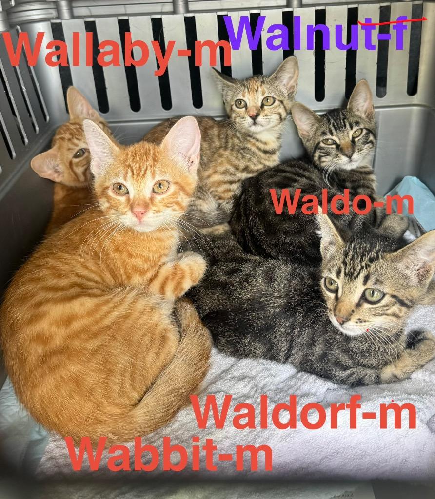 Waldorf 26, Adoptable, Kitten Male Tabby & Domestic Short Hair.