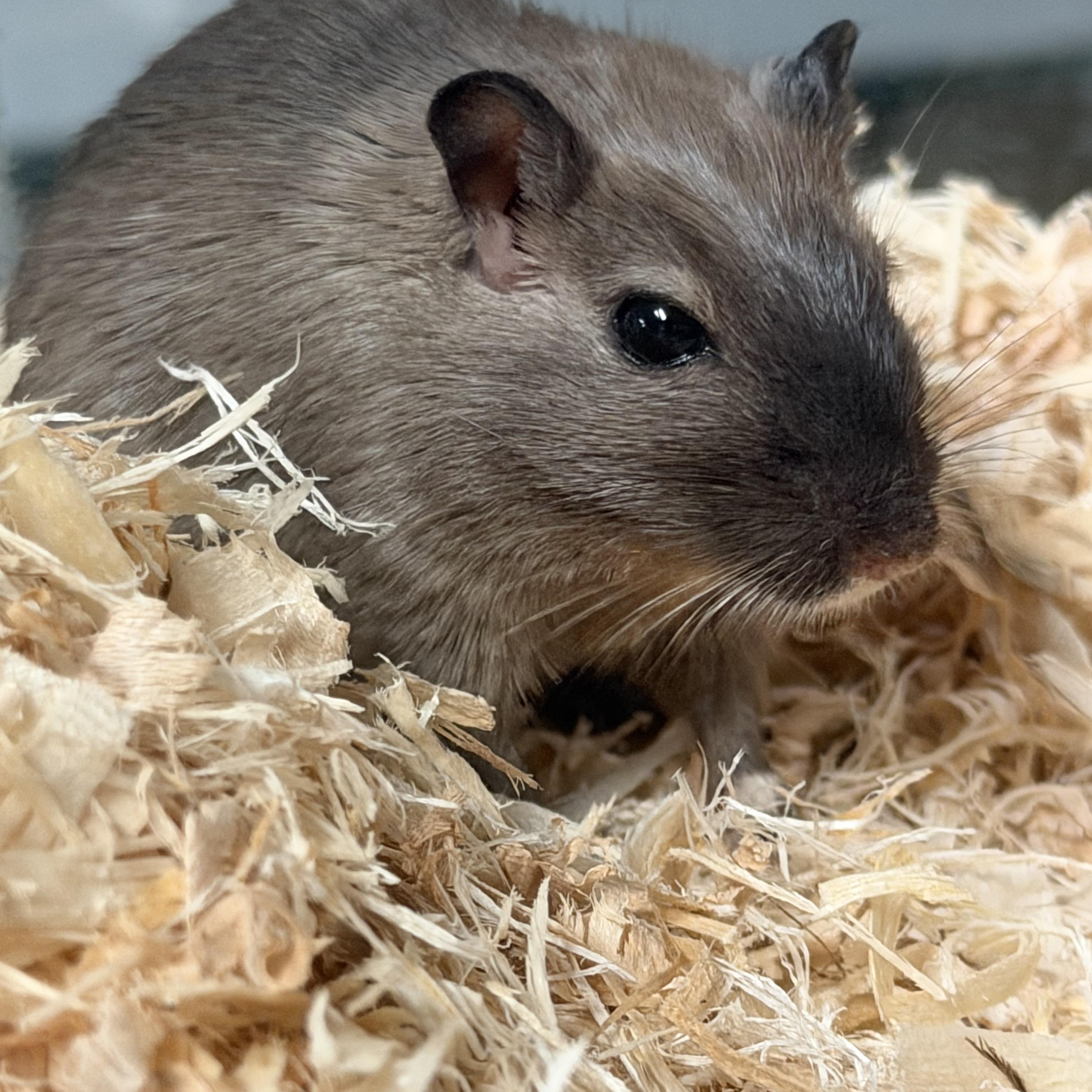 Enlarge Sidney and Nancy pending, an adopted Gerbil in Edinburg, PA image 5/5