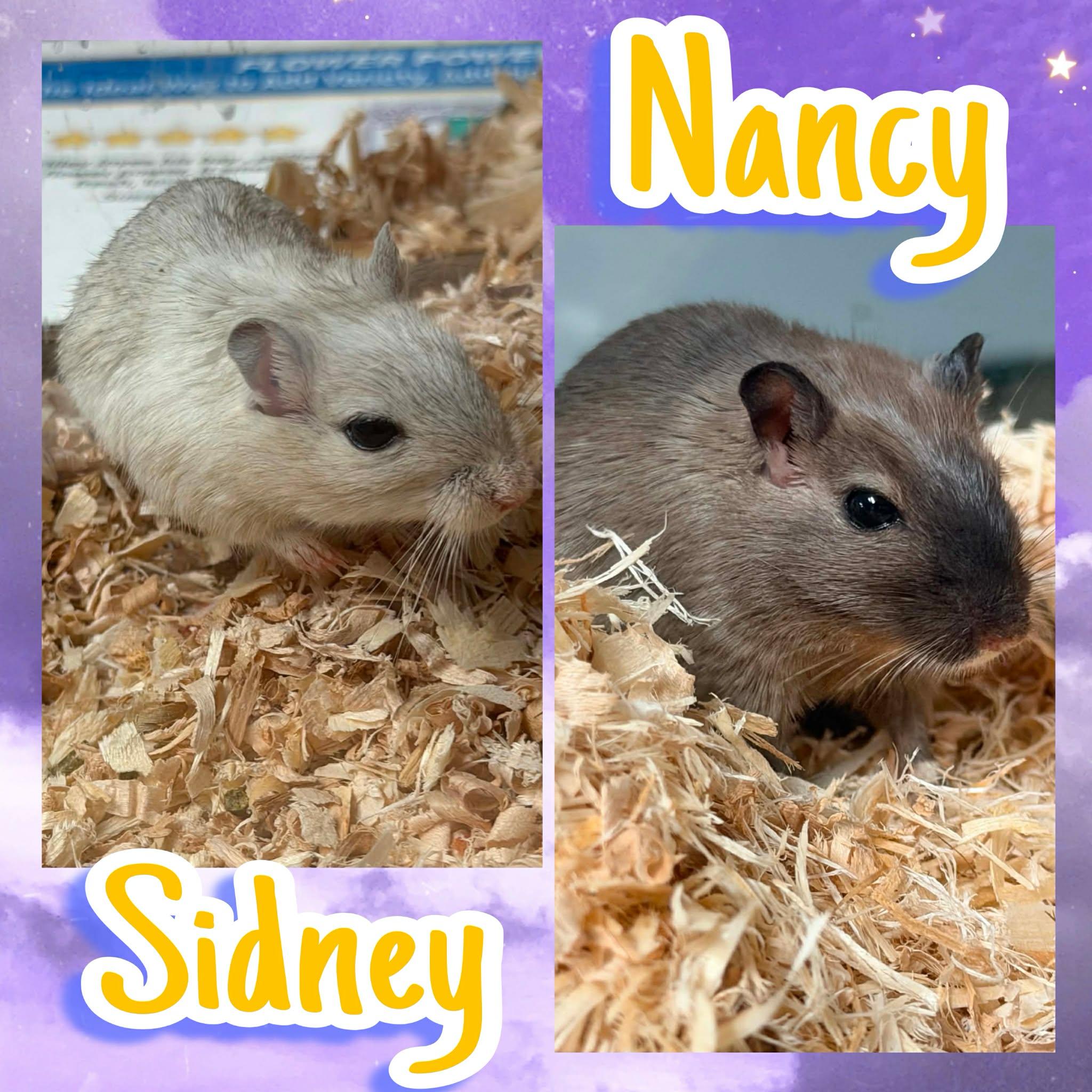 Sidney and Nancy pending, adopted, Young Female Gerbil.