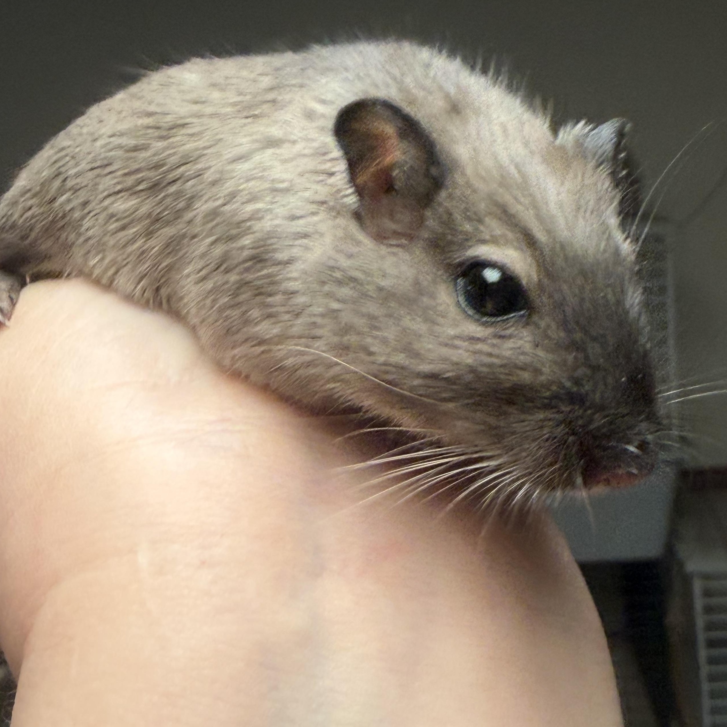 Enlarge Sidney and Nancy pending, an adopted Gerbil in Edinburg, PA image 4/5