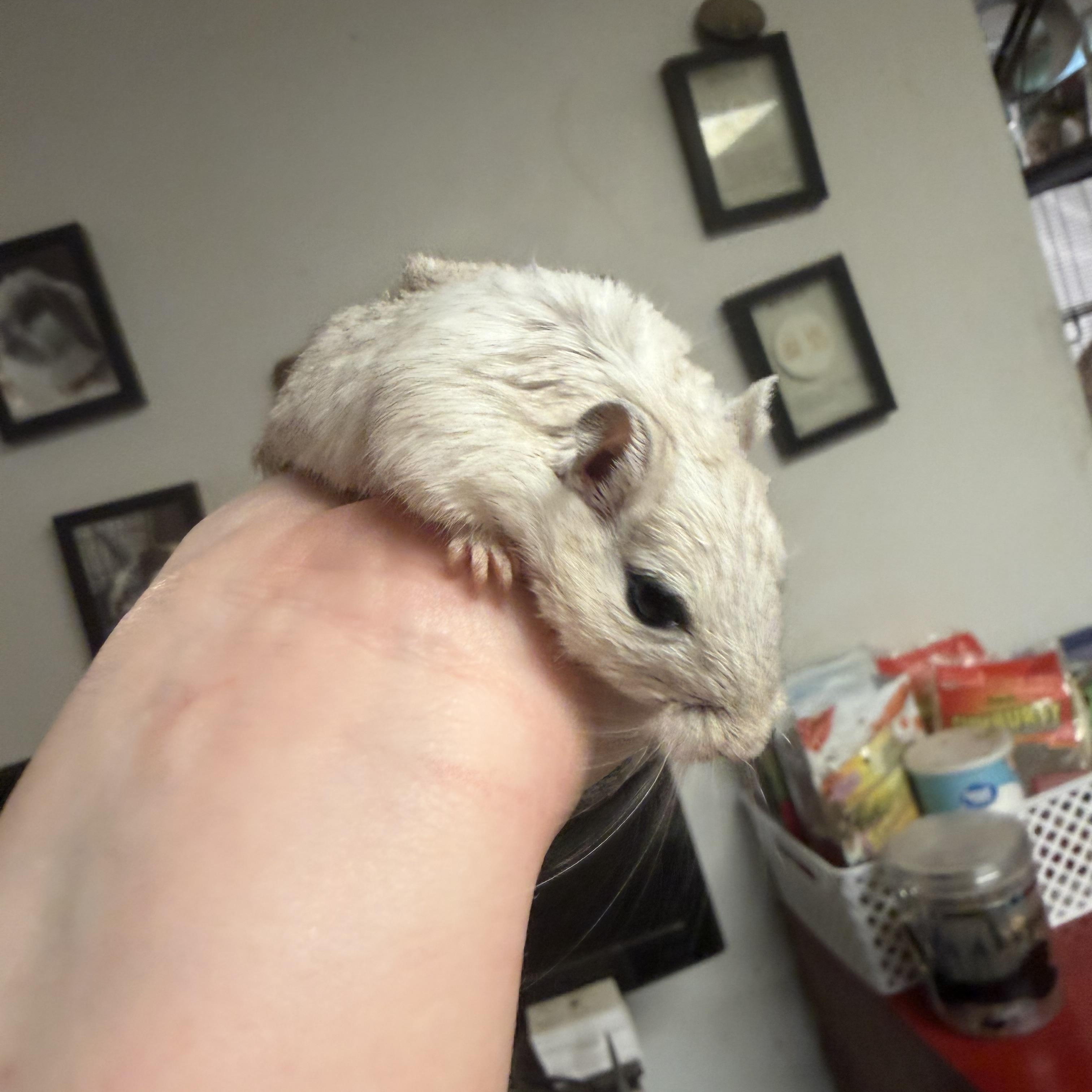Enlarge Sidney and Nancy pending, an adopted Gerbil in Edinburg, PA image 2/5