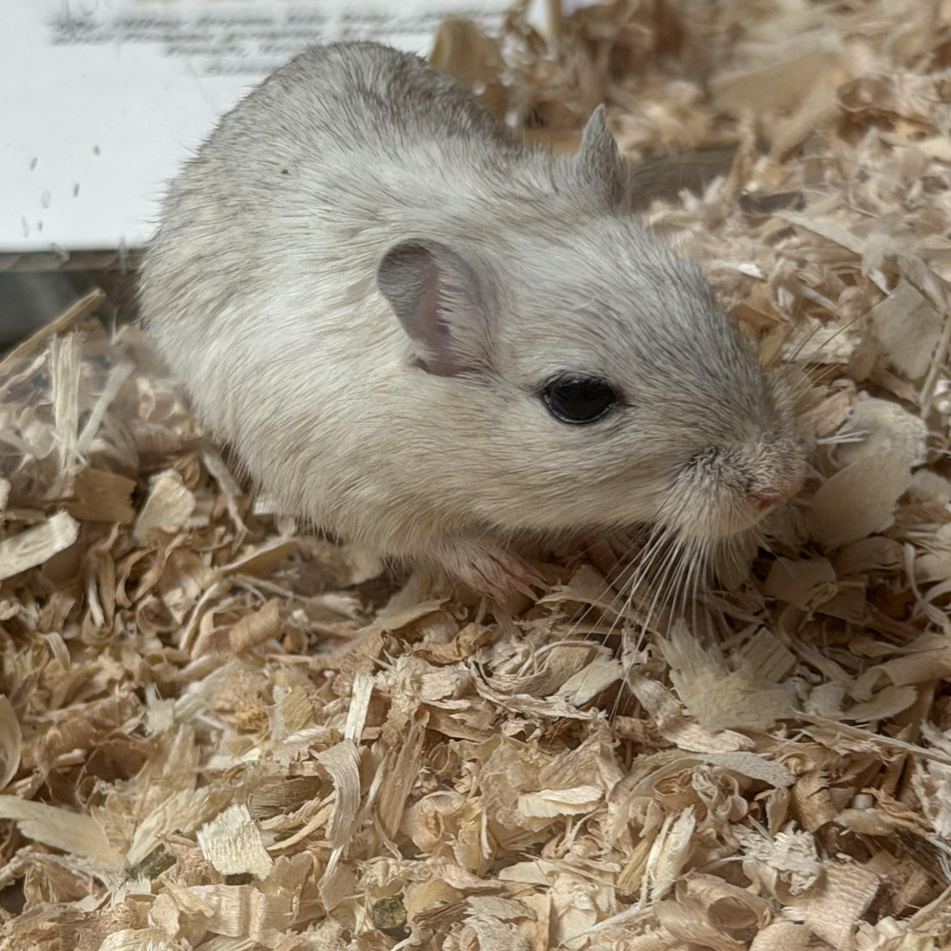 Enlarge Sidney and Nancy pending, an adopted Gerbil in Edinburg, PA image 3/5