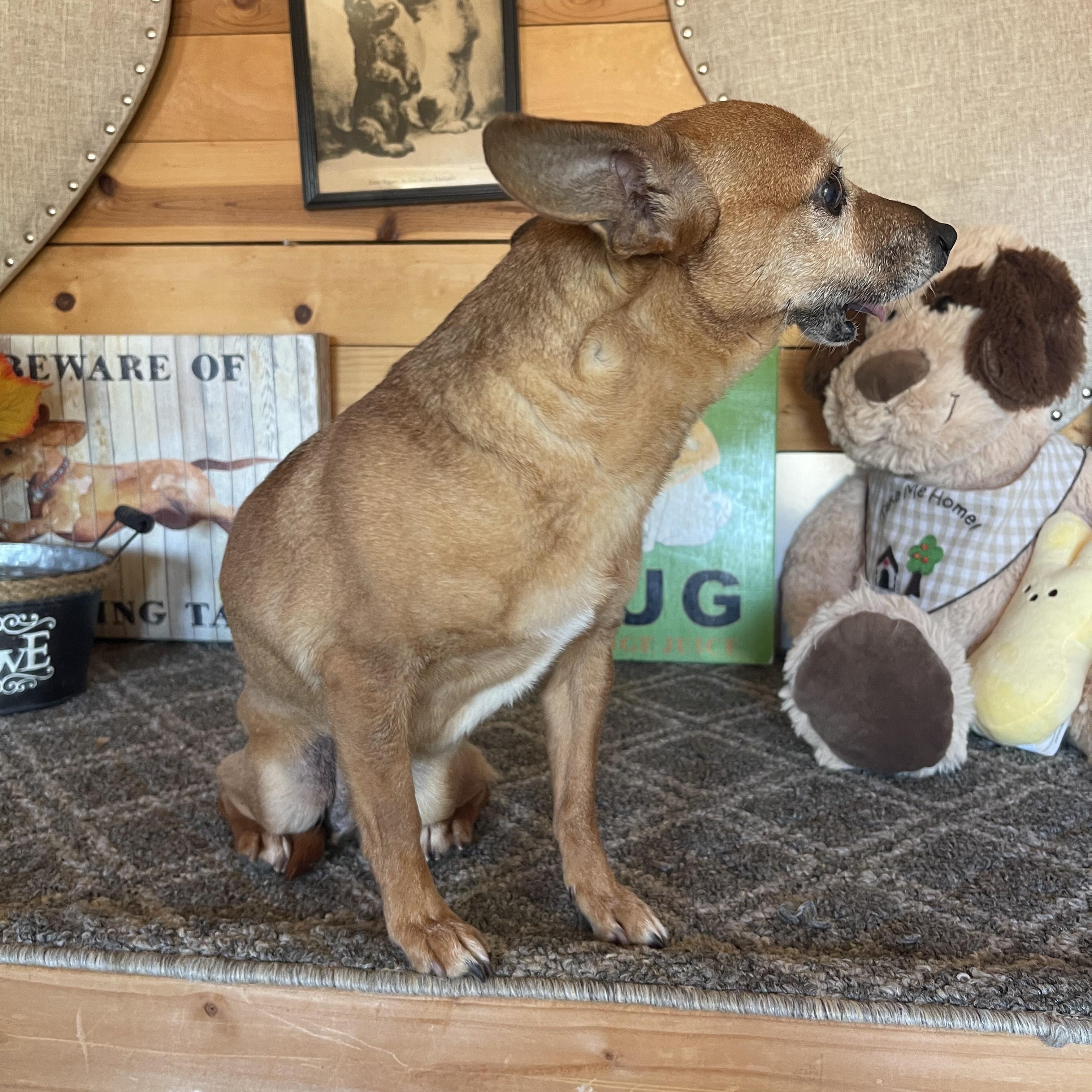 Ruthie, a ADOPTABLE Chihuahua in Vacaville, CA image 3/3