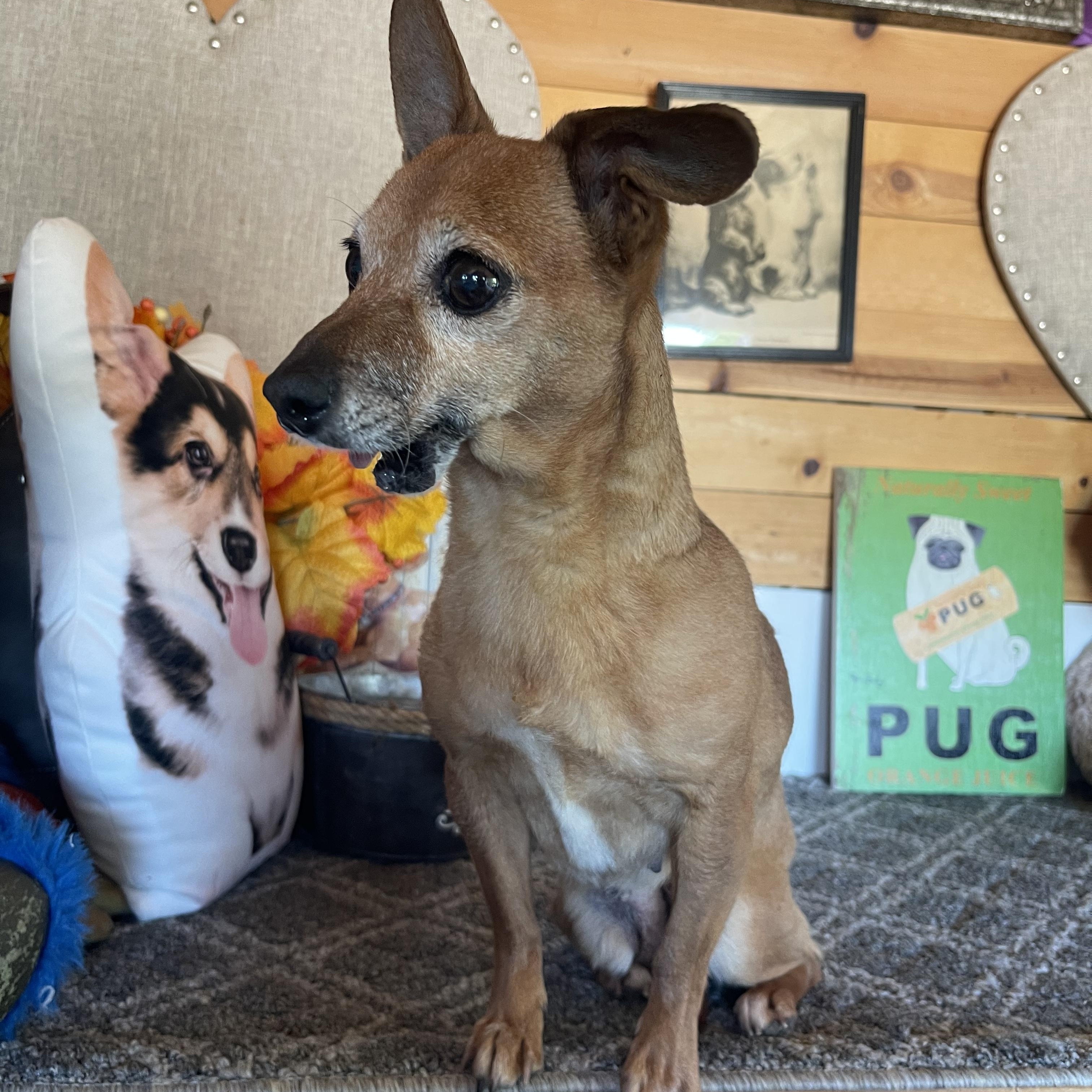Ruthie, a ADOPTABLE Chihuahua in Vacaville, CA image 2/3