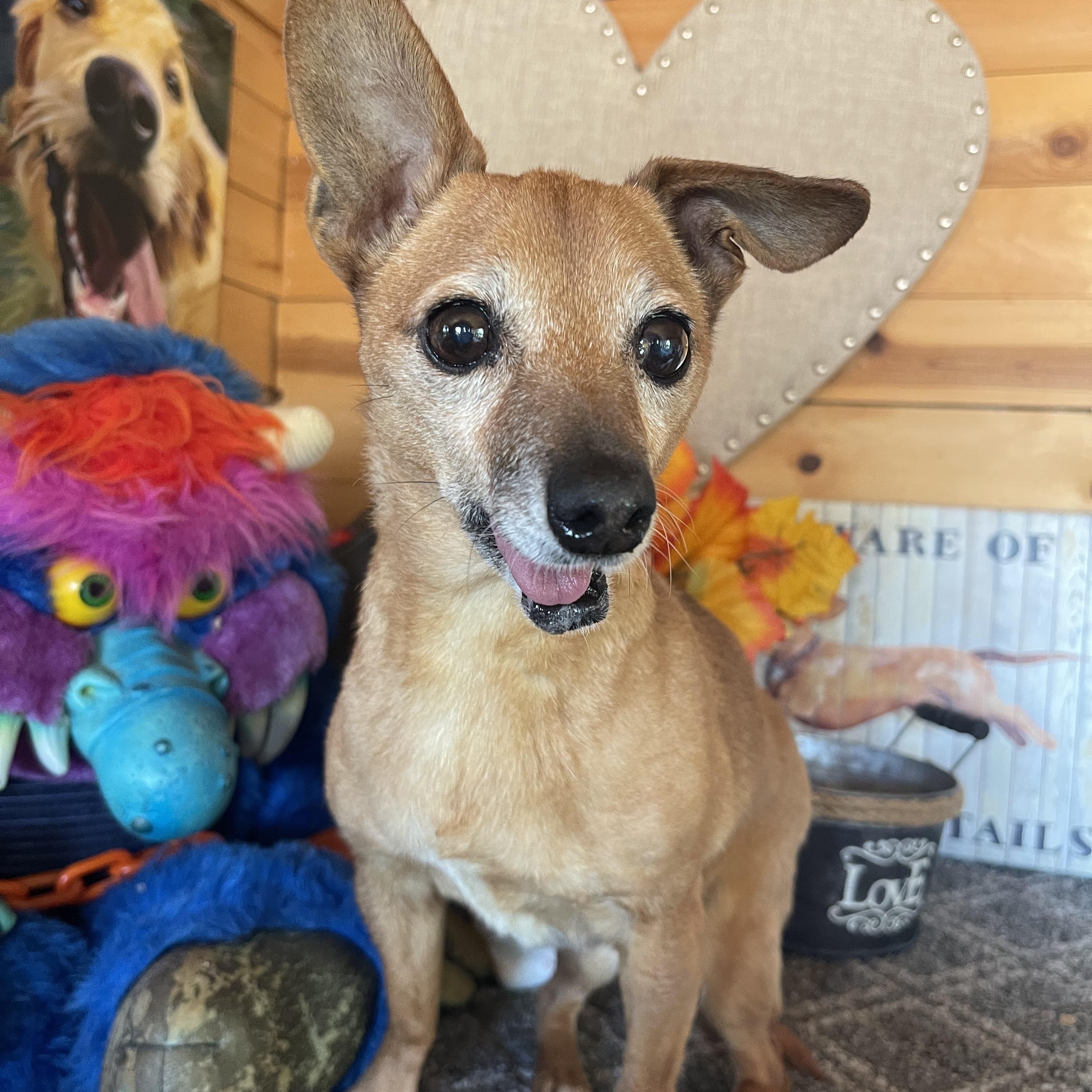 Ruthie, a ADOPTABLE Chihuahua in Vacaville, CA image 1/3
