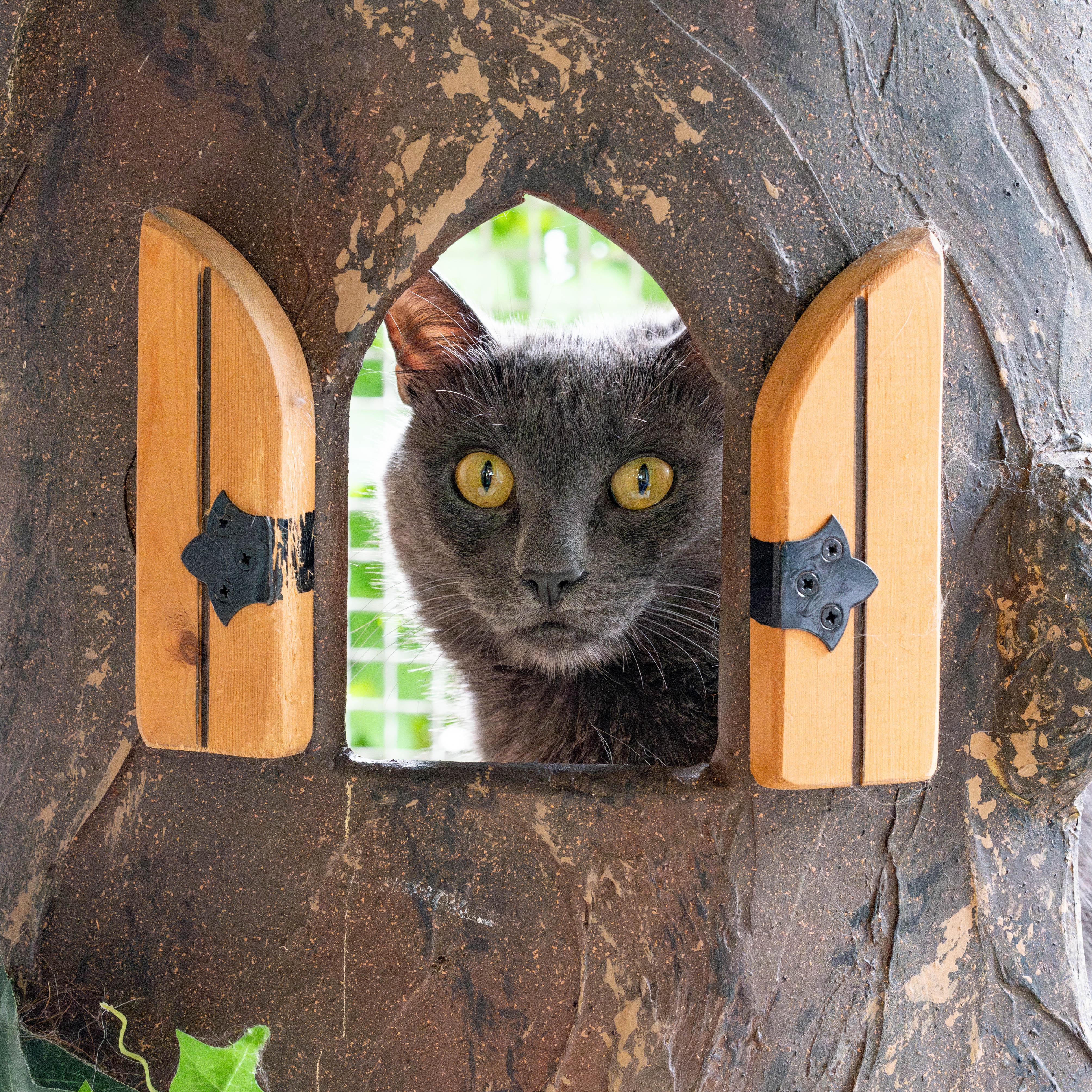 Enlarge Coffee Bean, a Adoptable Domestic Short Hair in Briarcliff Manor, NY image 3/6