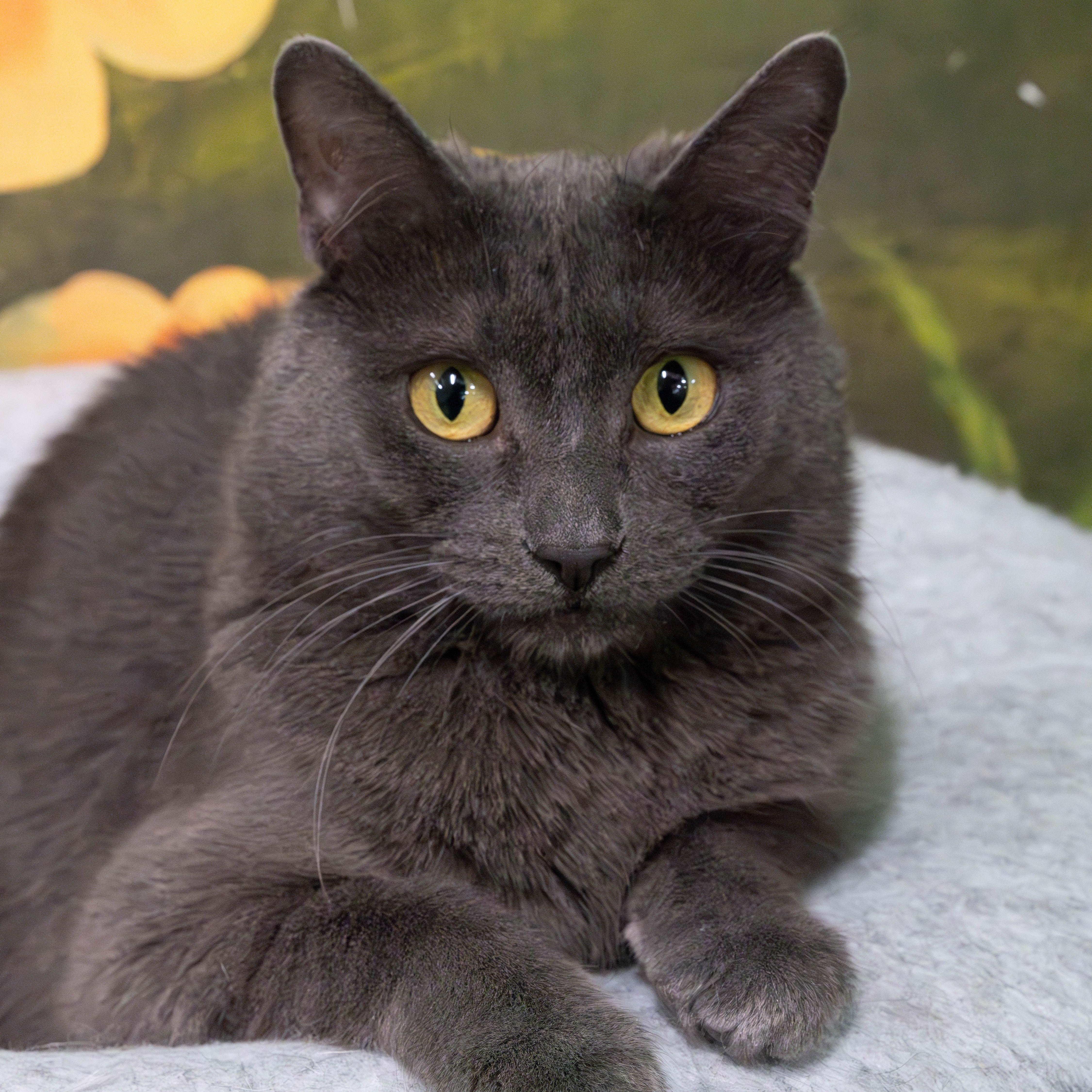 Enlarge Coffee Bean, a Adoptable Domestic Short Hair in Briarcliff Manor, NY image 4/6