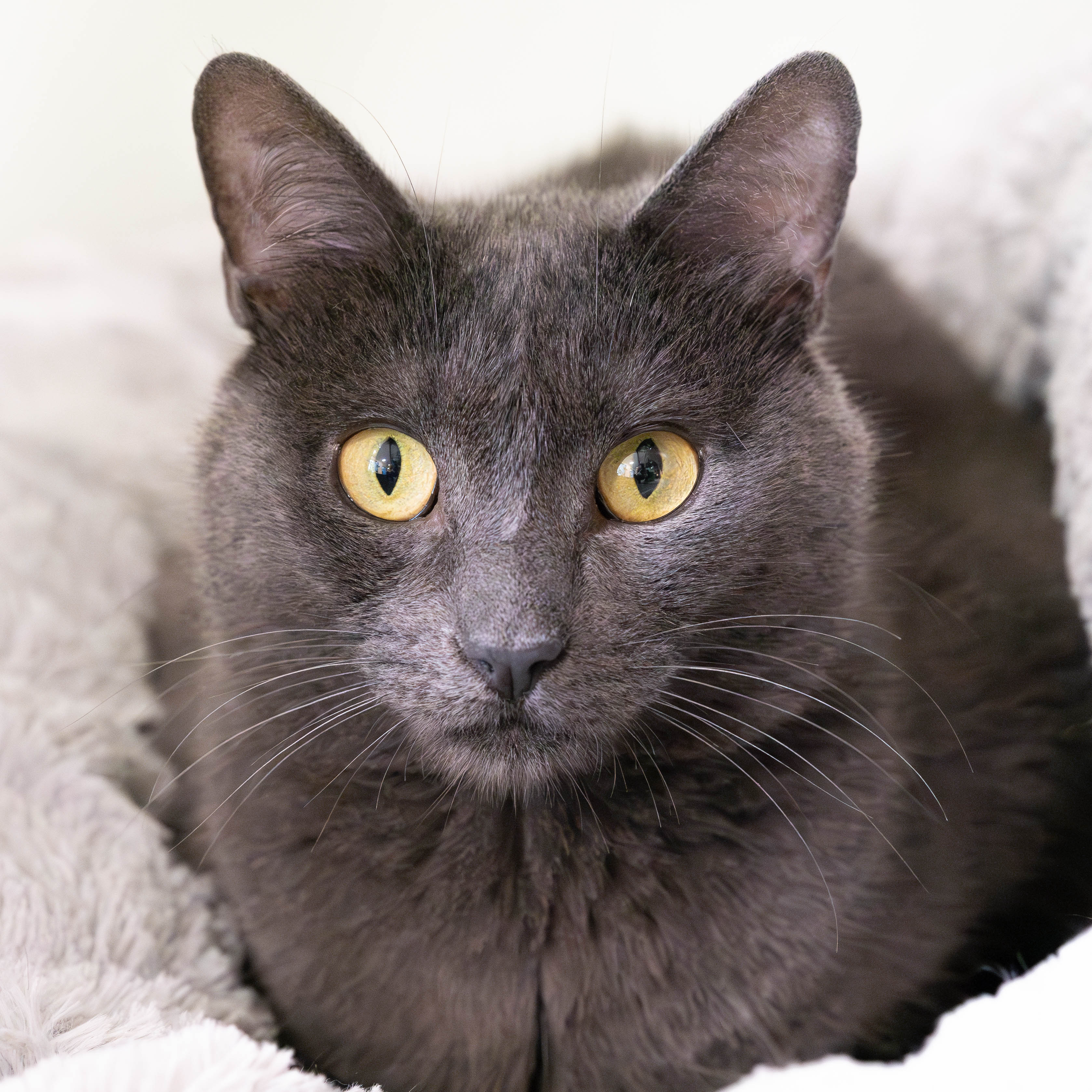 Enlarge Coffee Bean, a Adoptable Domestic Short Hair in Briarcliff Manor, NY image 6/6