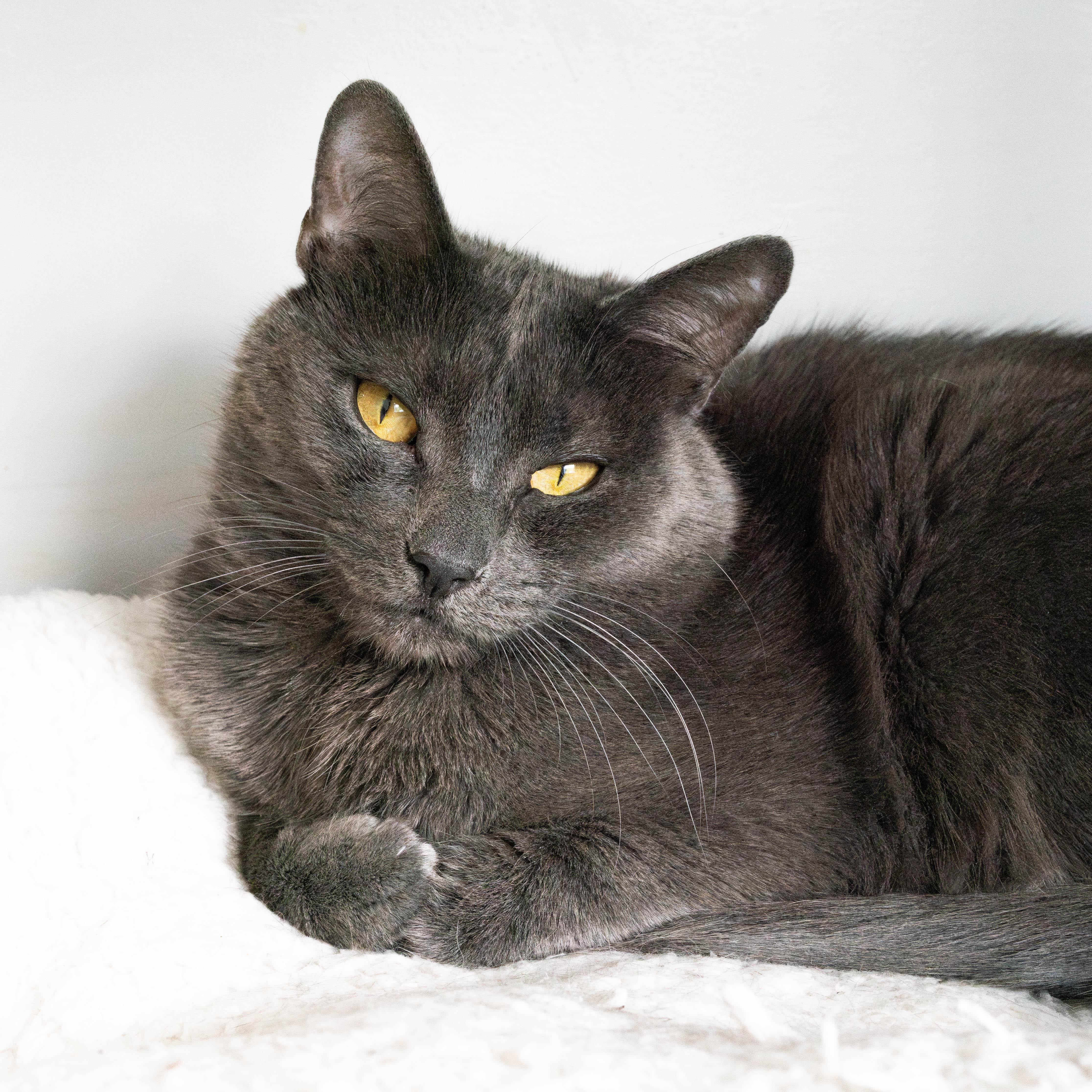 Enlarge Coffee Bean, a Adoptable Domestic Short Hair in Briarcliff Manor, NY image 1/6