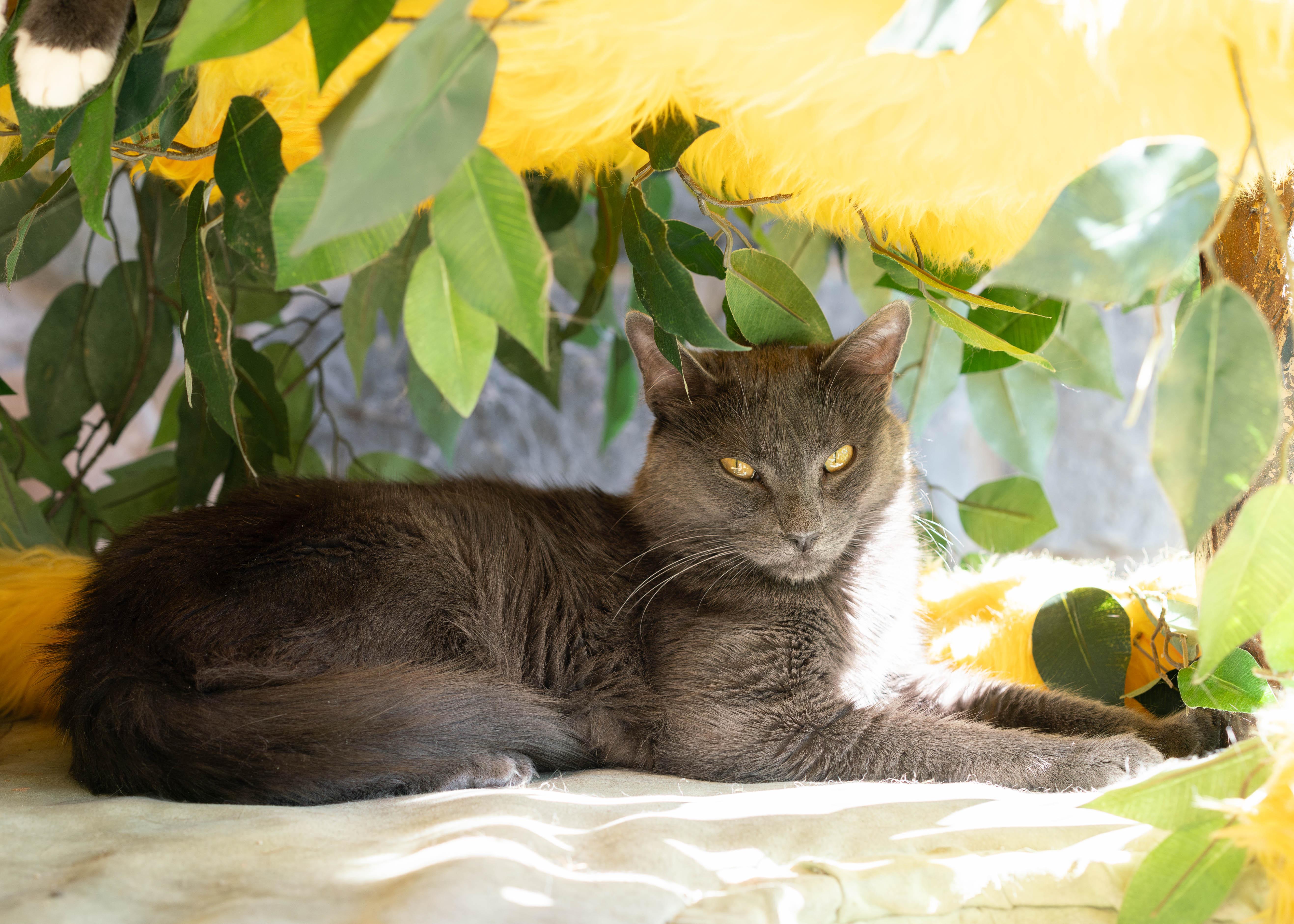 Enlarge Coffee Bean, a Adoptable Domestic Short Hair in Briarcliff Manor, NY image 2/6