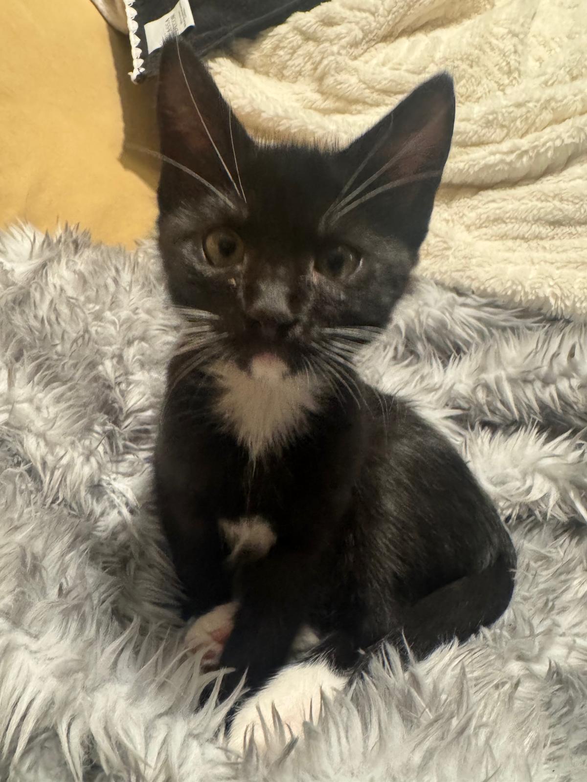 Enlarge Hocus Pocus, a Adoptable Domestic Short Hair in San Juan Capistrano, CA image 2/6