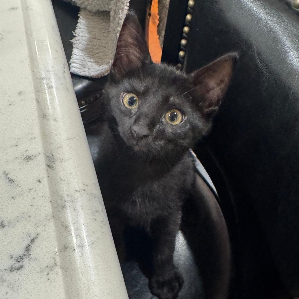 Enlarge Hocus Pocus, a Adoptable Domestic Short Hair in San Juan Capistrano, CA image 3/6