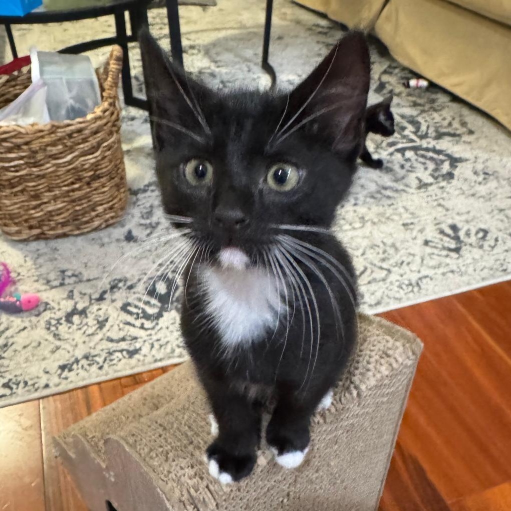 Enlarge Hocus Pocus, a Adoptable Domestic Short Hair in San Juan Capistrano, CA image 4/6