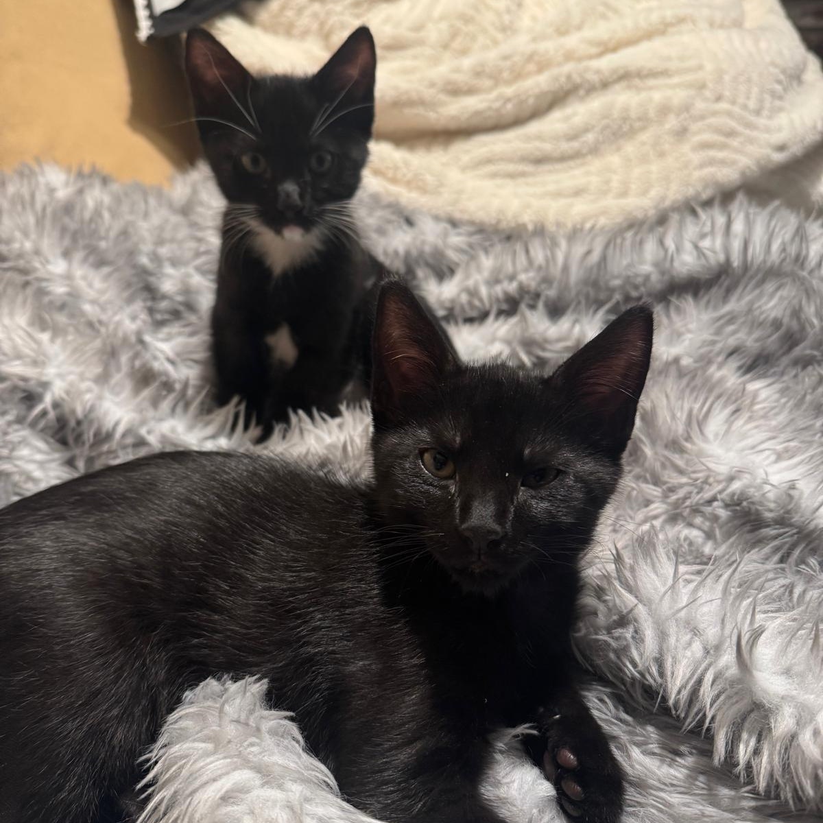 Enlarge Hocus Pocus, a Adoptable Domestic Short Hair in San Juan Capistrano, CA image 5/6