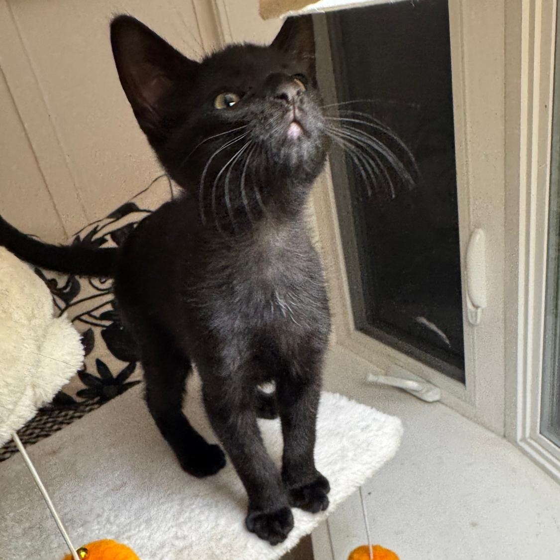 Enlarge Hocus Pocus, a Adoptable Domestic Short Hair in San Juan Capistrano, CA image 6/6