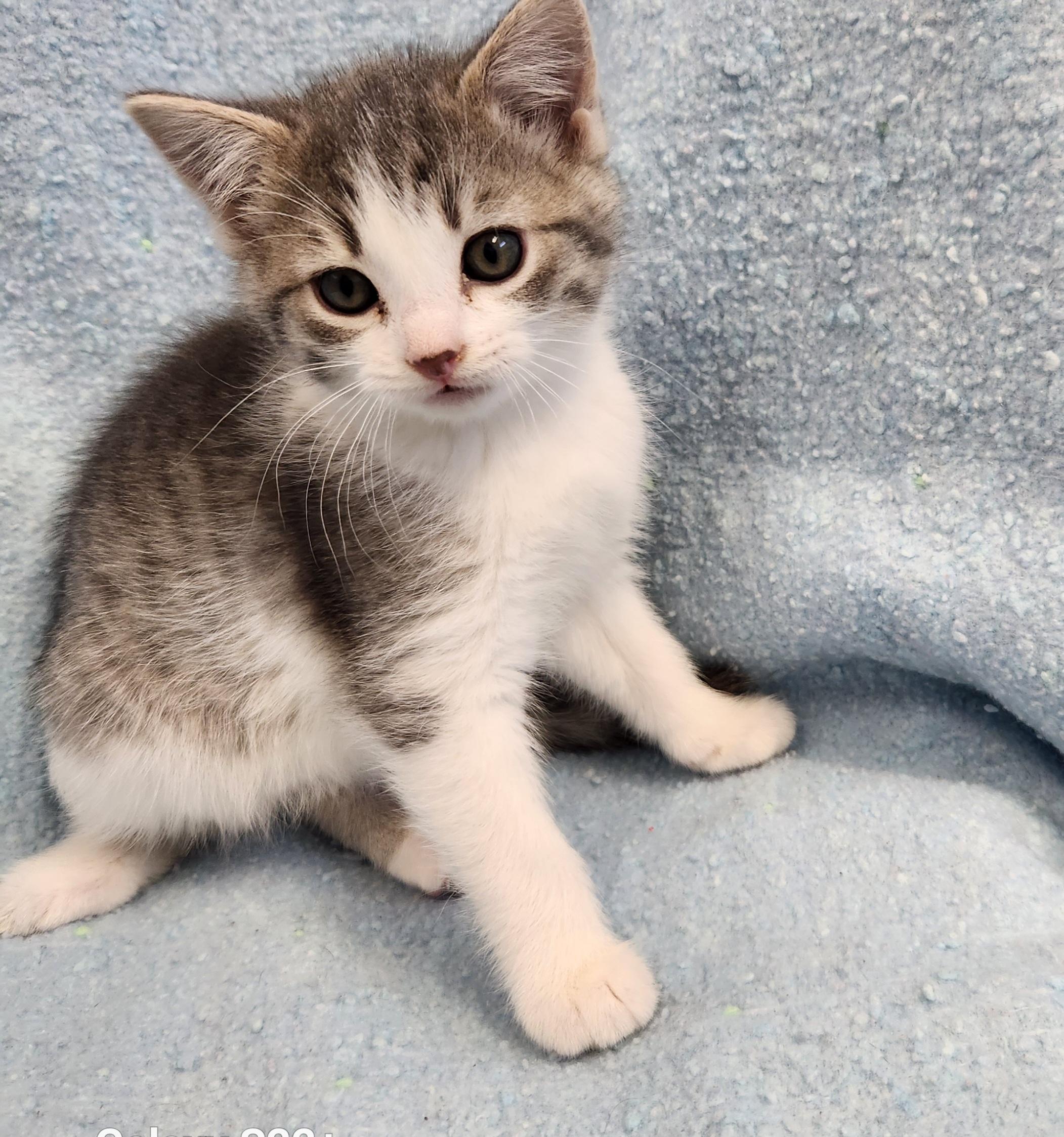 Enlarge Grace, a ADOPTABLE mixed breed in Siloam Springs, AR image 2/3