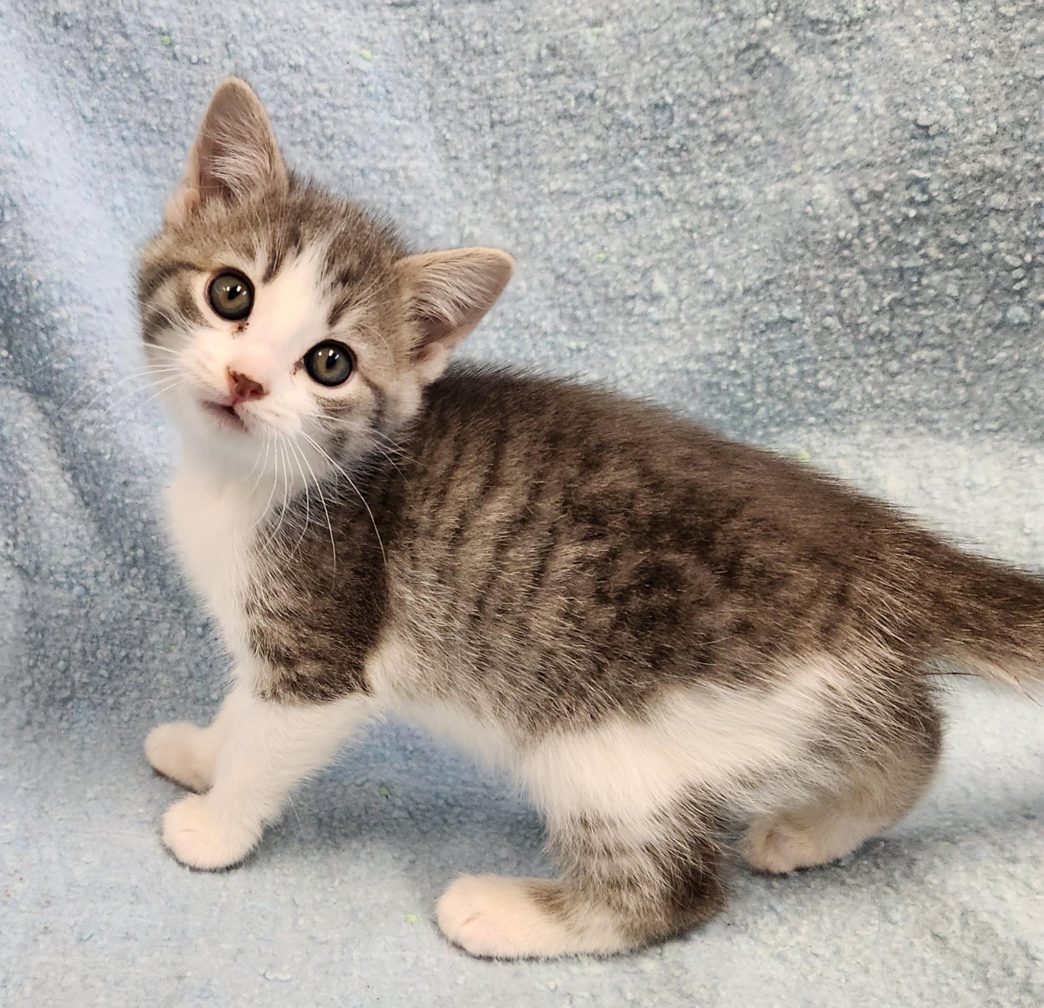 Enlarge Grace, a ADOPTABLE mixed breed in Siloam Springs, AR image 1/3