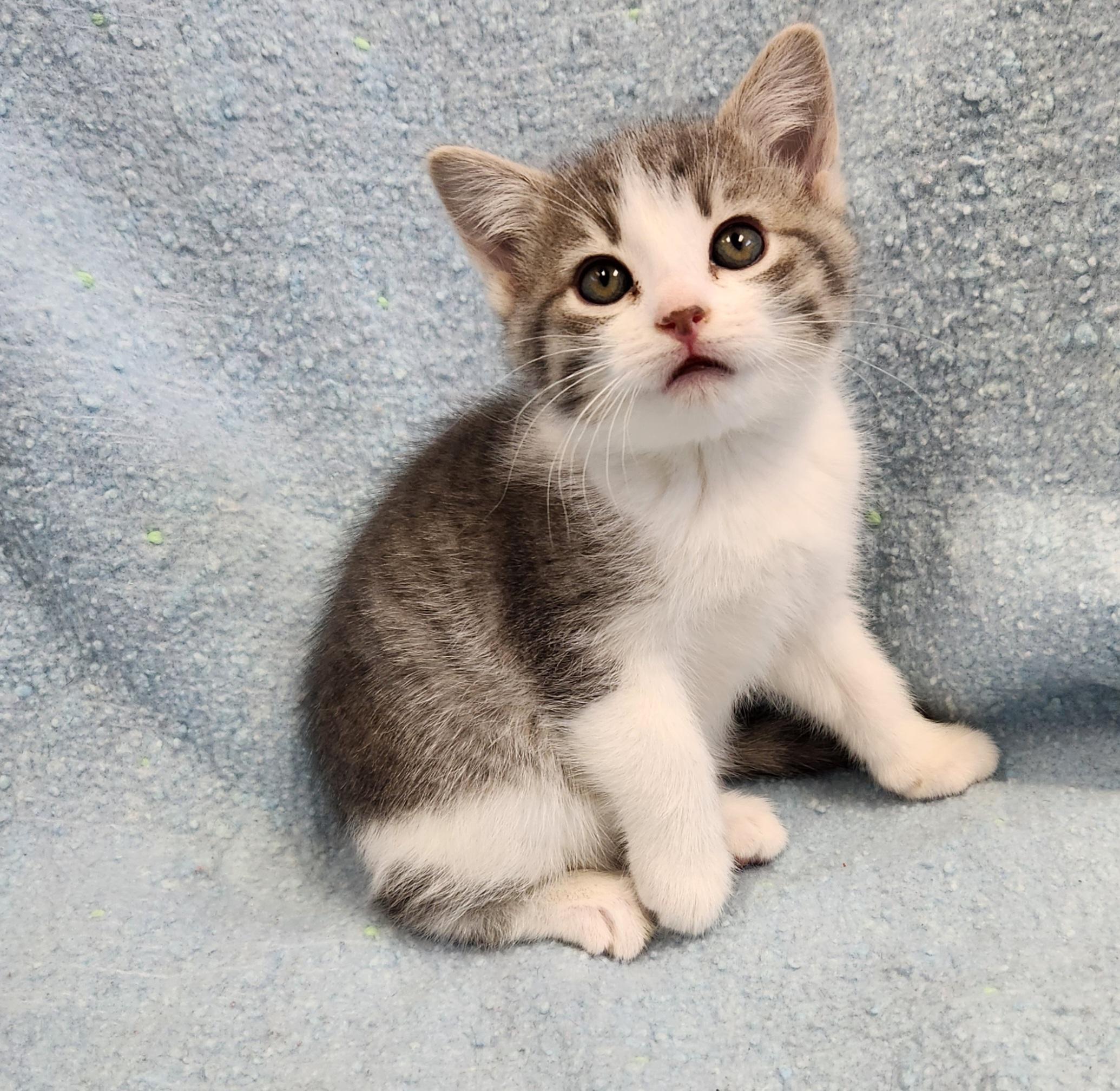 Enlarge Grace, a ADOPTABLE mixed breed in Siloam Springs, AR image 3/3