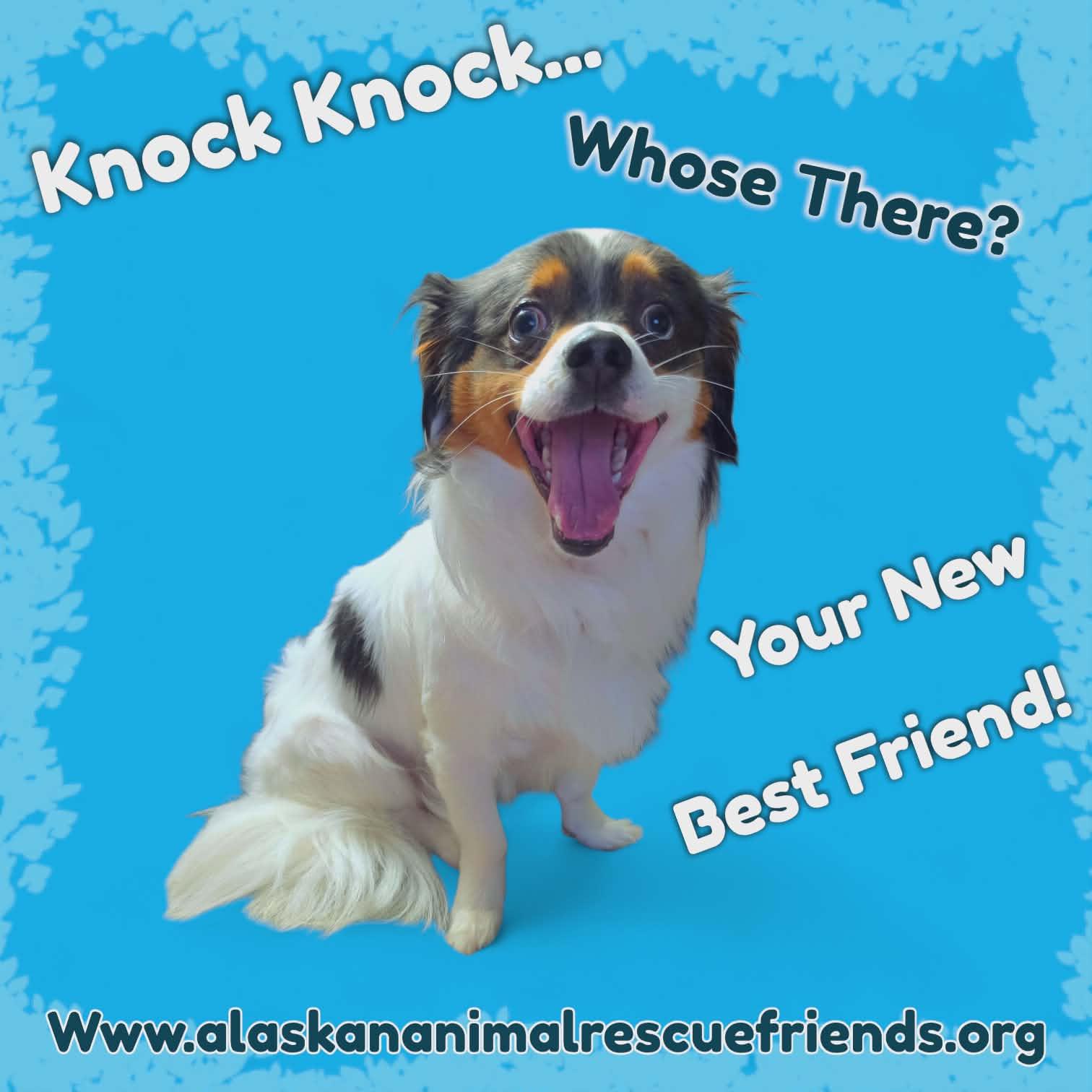 Enlarge Rubble, a Adoptable Chihuahua in Anchorage, AK image 1/1