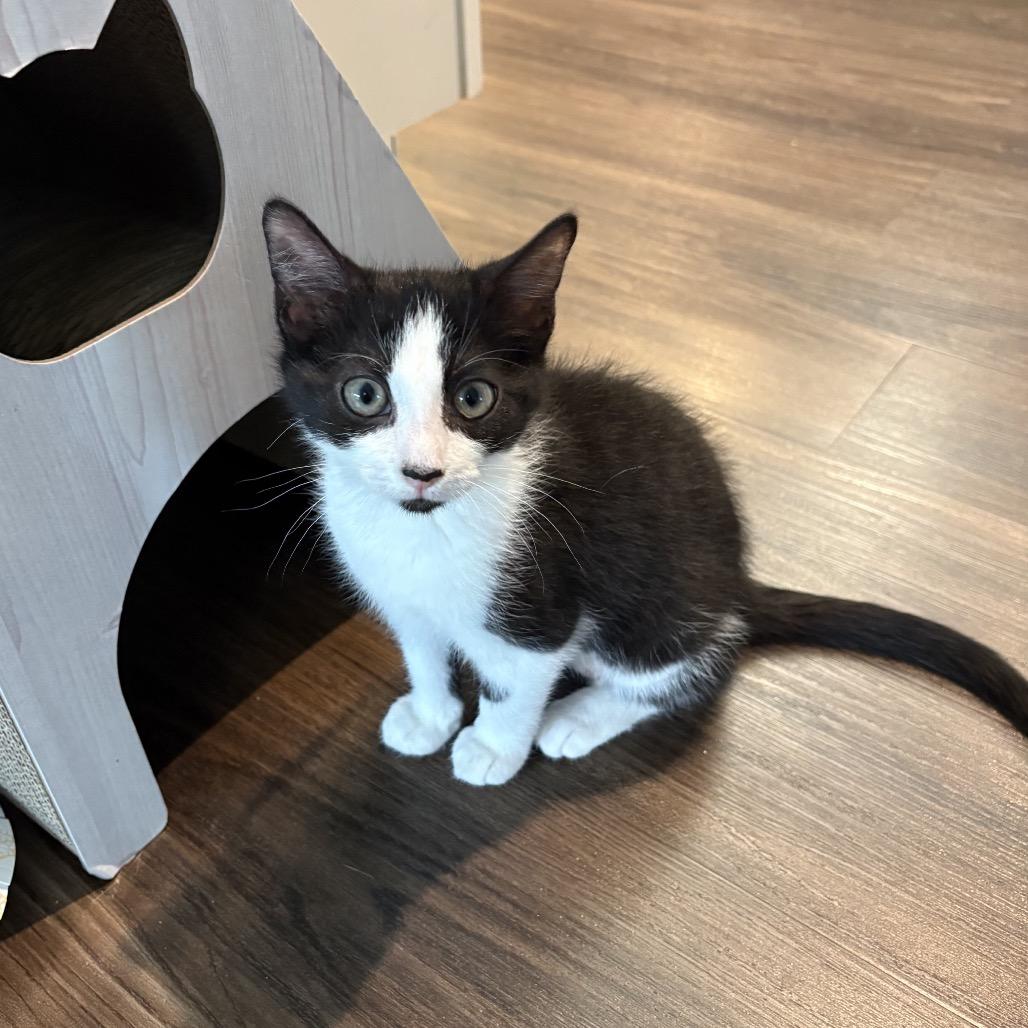 Enlarge Poppi, a Adoptable Domestic Short Hair in Ashland, VA image 1/2
