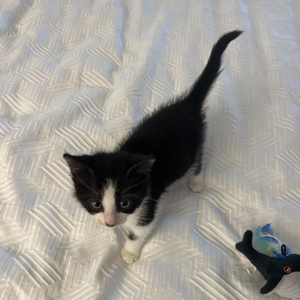 Enlarge Poppi, a Adoptable Domestic Short Hair in Ashland, VA image 2/2