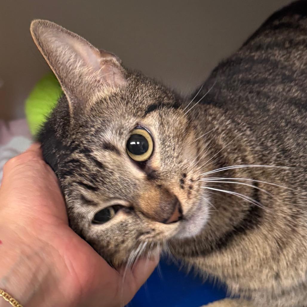Breadstick, Adoptable, Adult Female Domestic Short Hair.