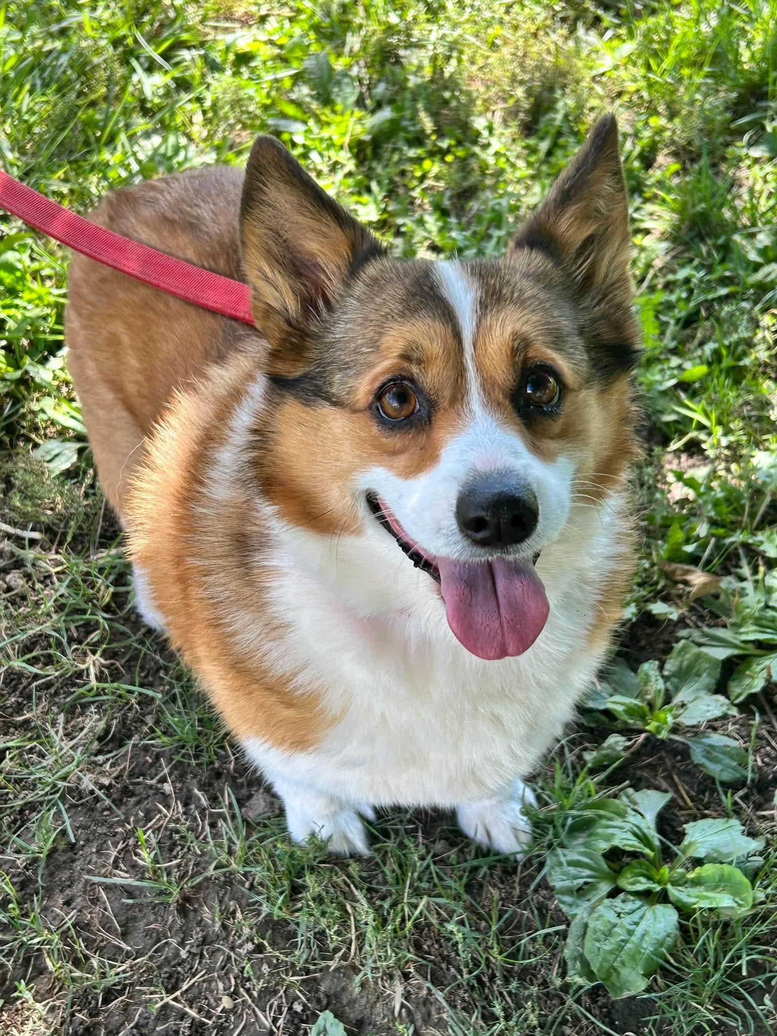 Gizmo, Adoptable, Adult Female Corgi.