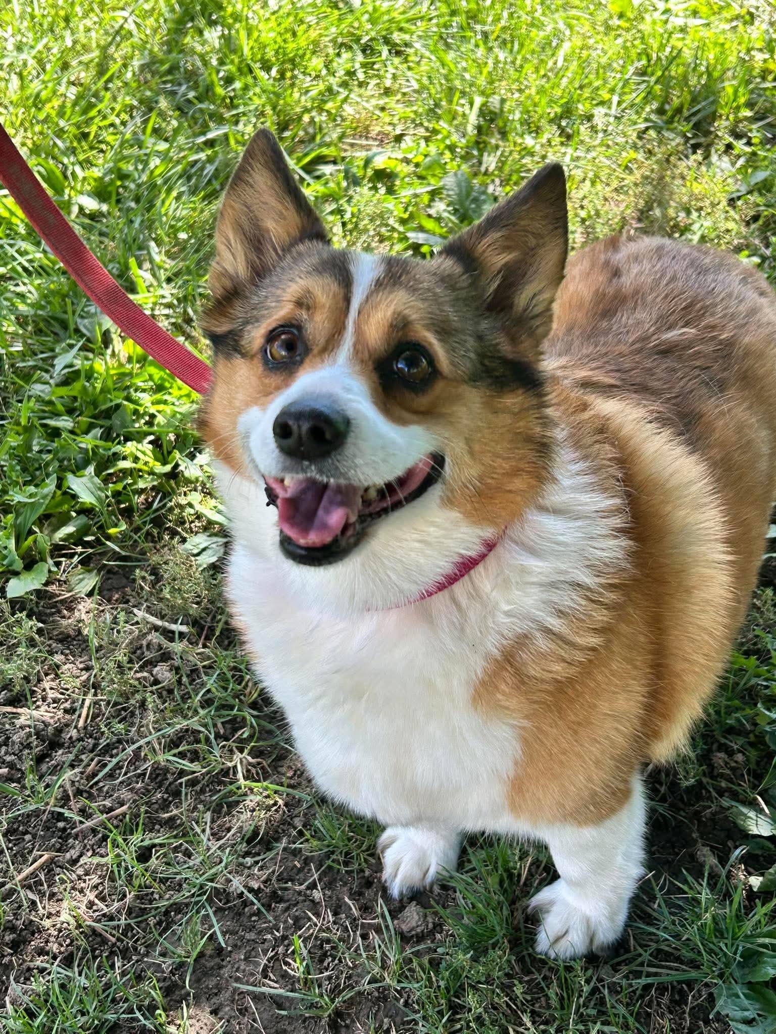 Enlarge Gizmo, a Adoptable Corgi in Brunswick, OH image 3/4