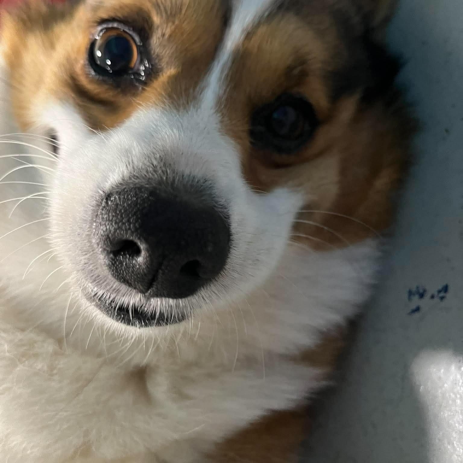 Enlarge Gizmo, a Adoptable Corgi in Brunswick, OH image 4/4