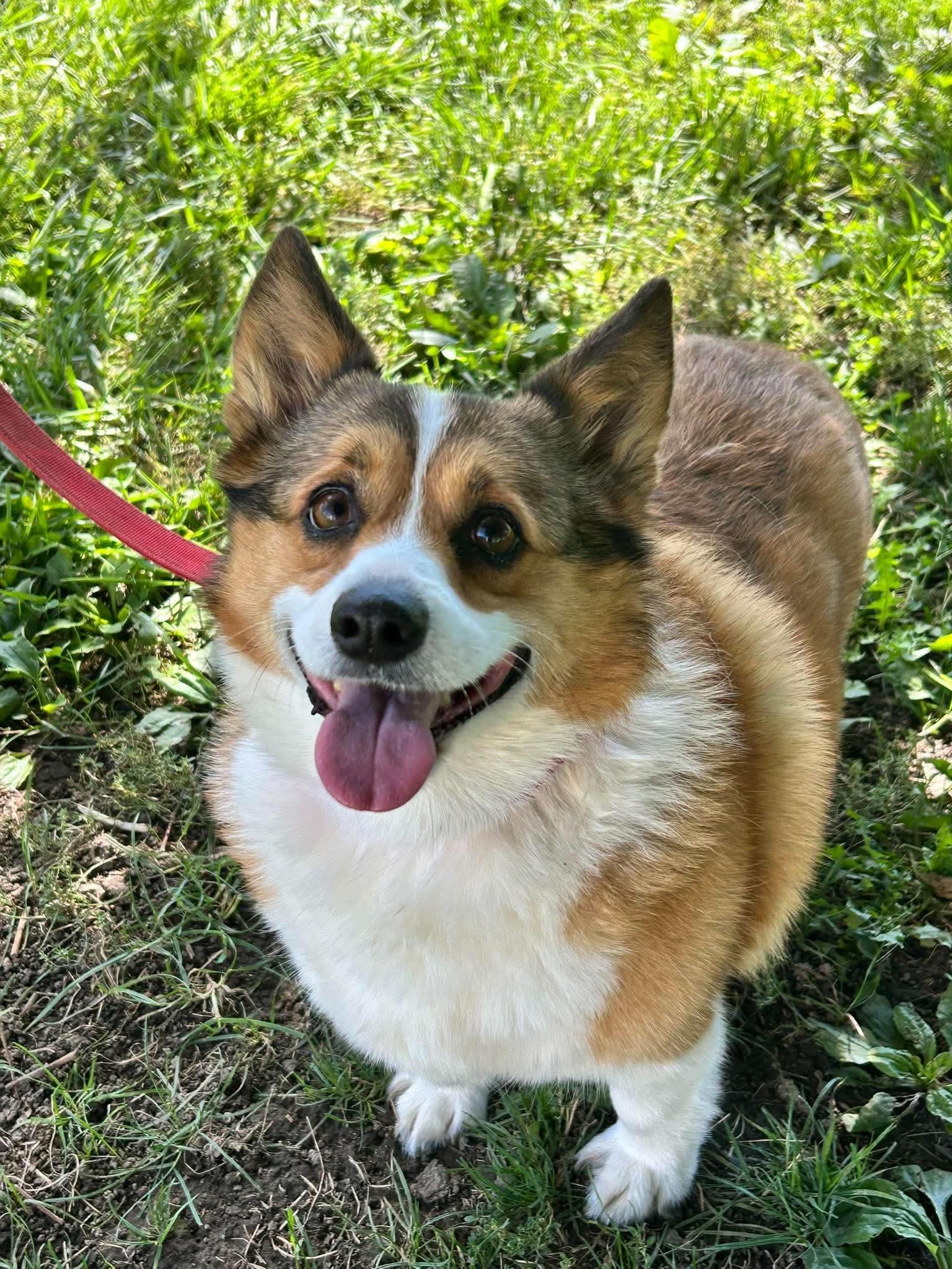Enlarge Gizmo, a Adoptable Corgi in Brunswick, OH image 2/4