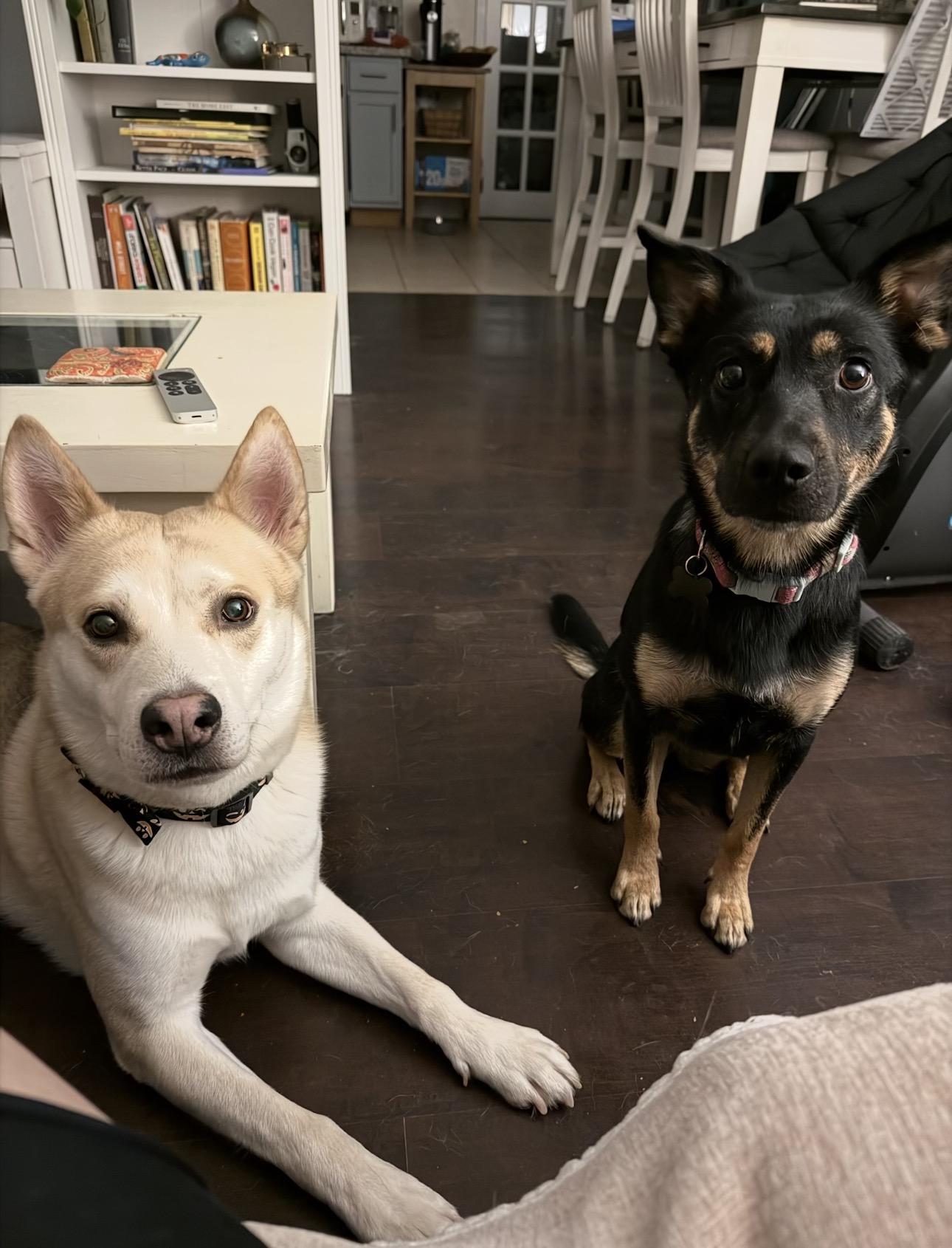 Enlarge Ingrid, a ADOPTABLE mixed breed in Carlsbad, CA image 6/6