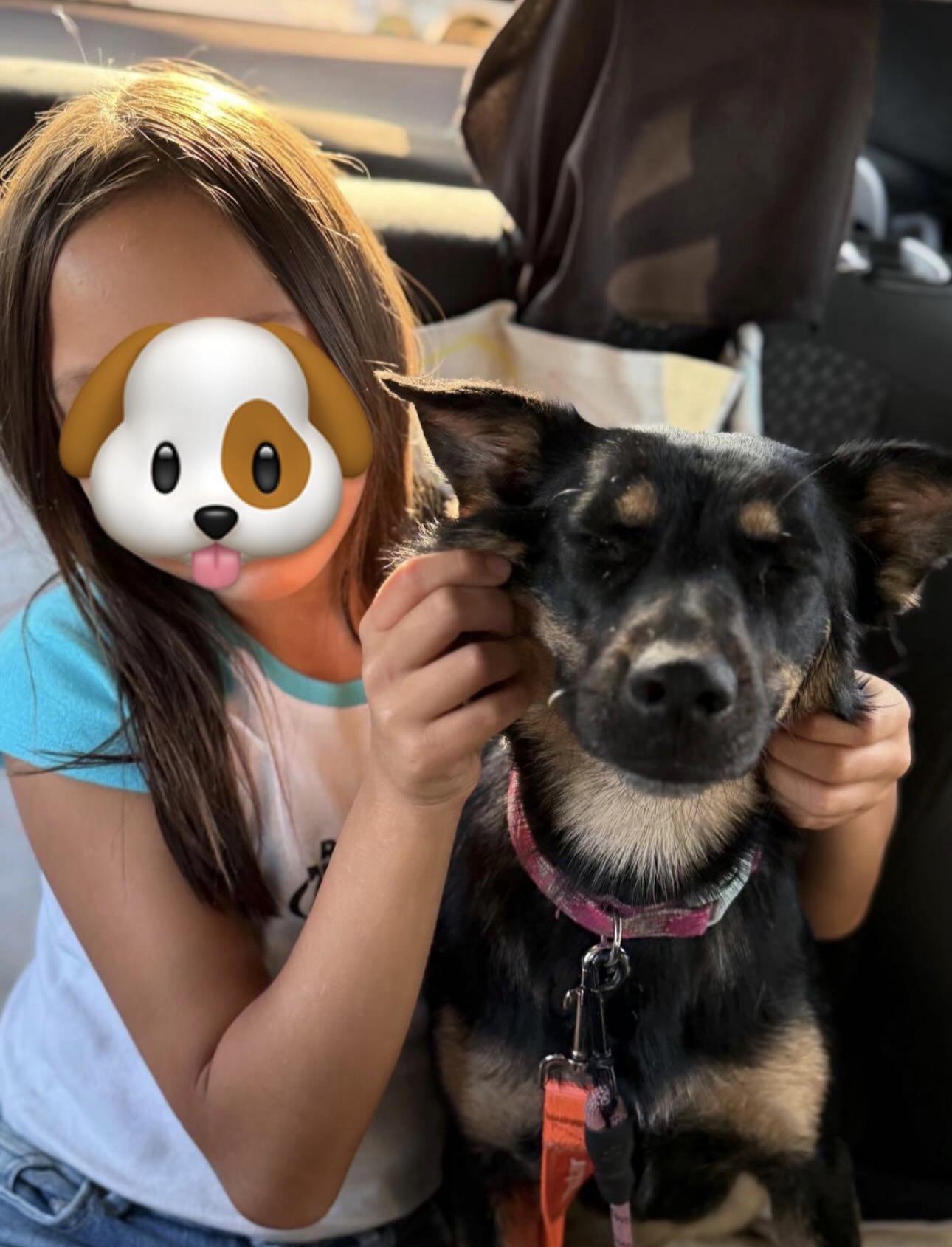 Ingrid, ADOPTABLE, Young Female Shepherd & Australian Kelpie.