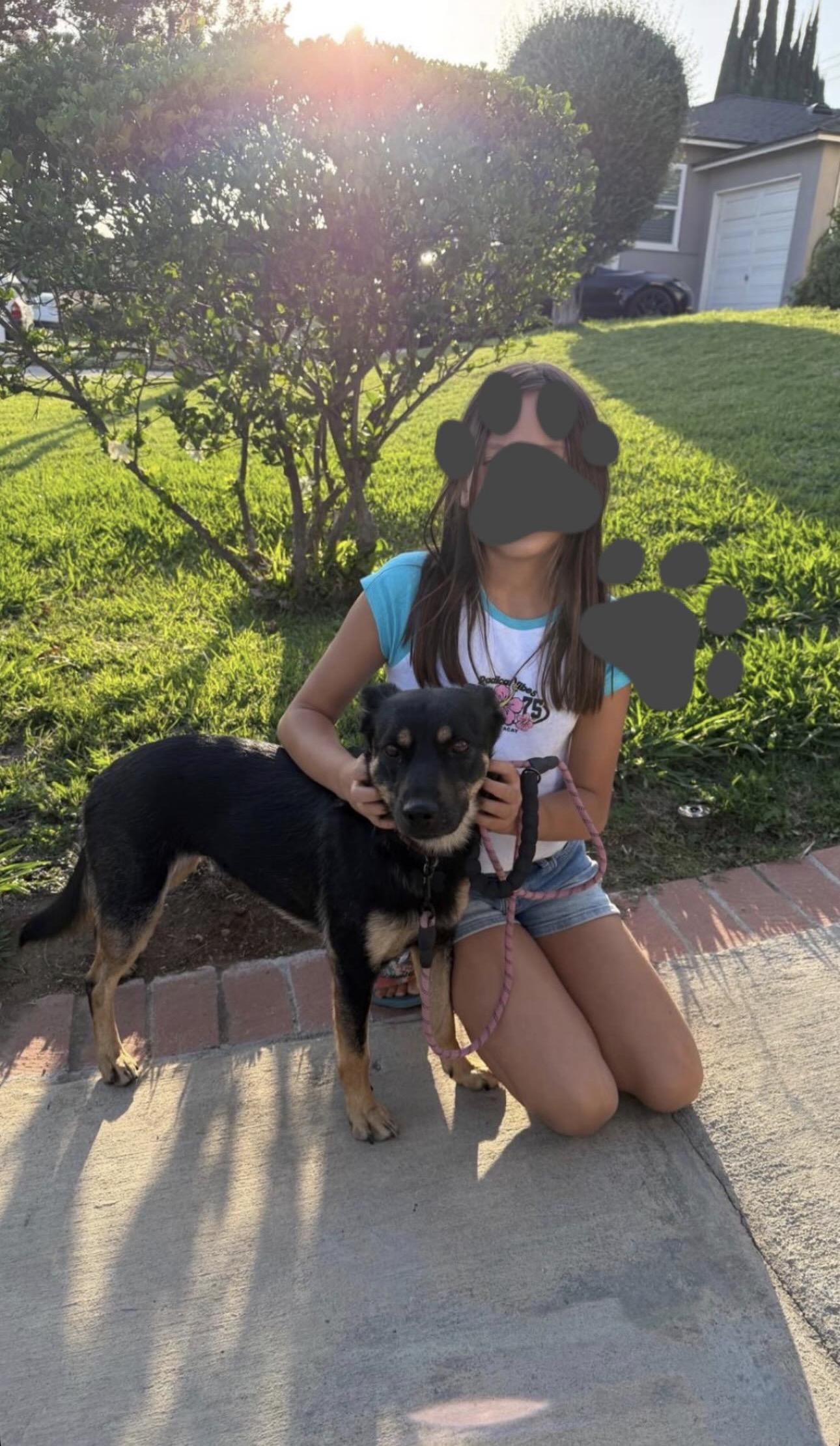 Enlarge Ingrid, a ADOPTABLE mixed breed in Carlsbad, CA image 5/6