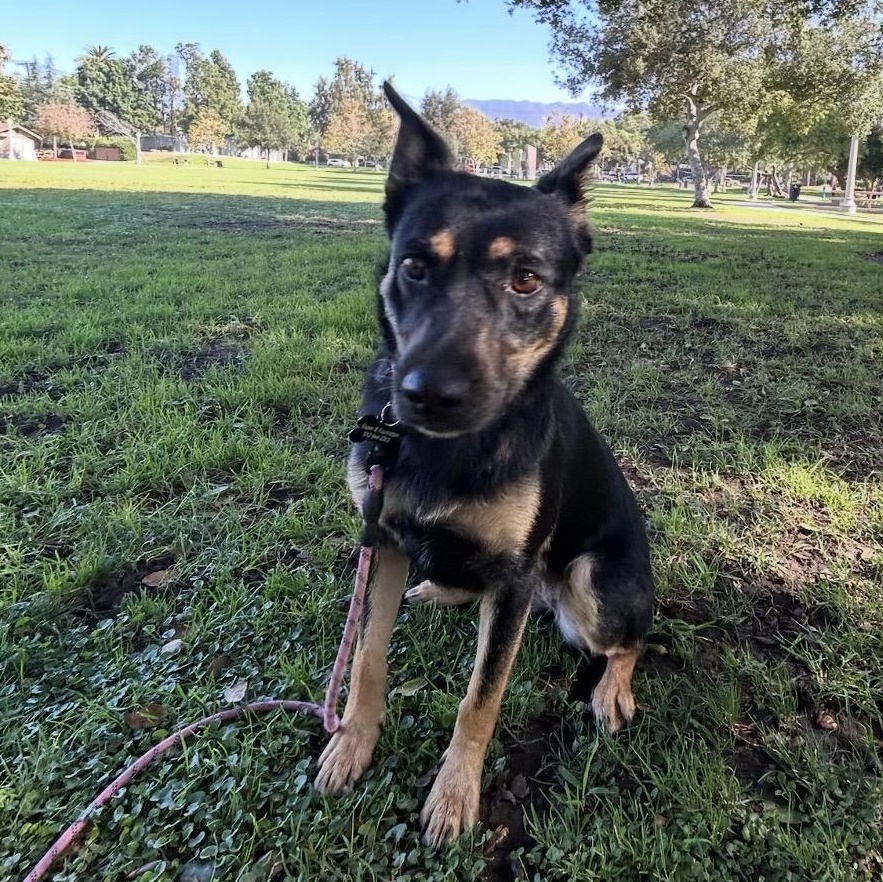 Enlarge Ingrid, a ADOPTABLE mixed breed in Carlsbad, CA image 4/6