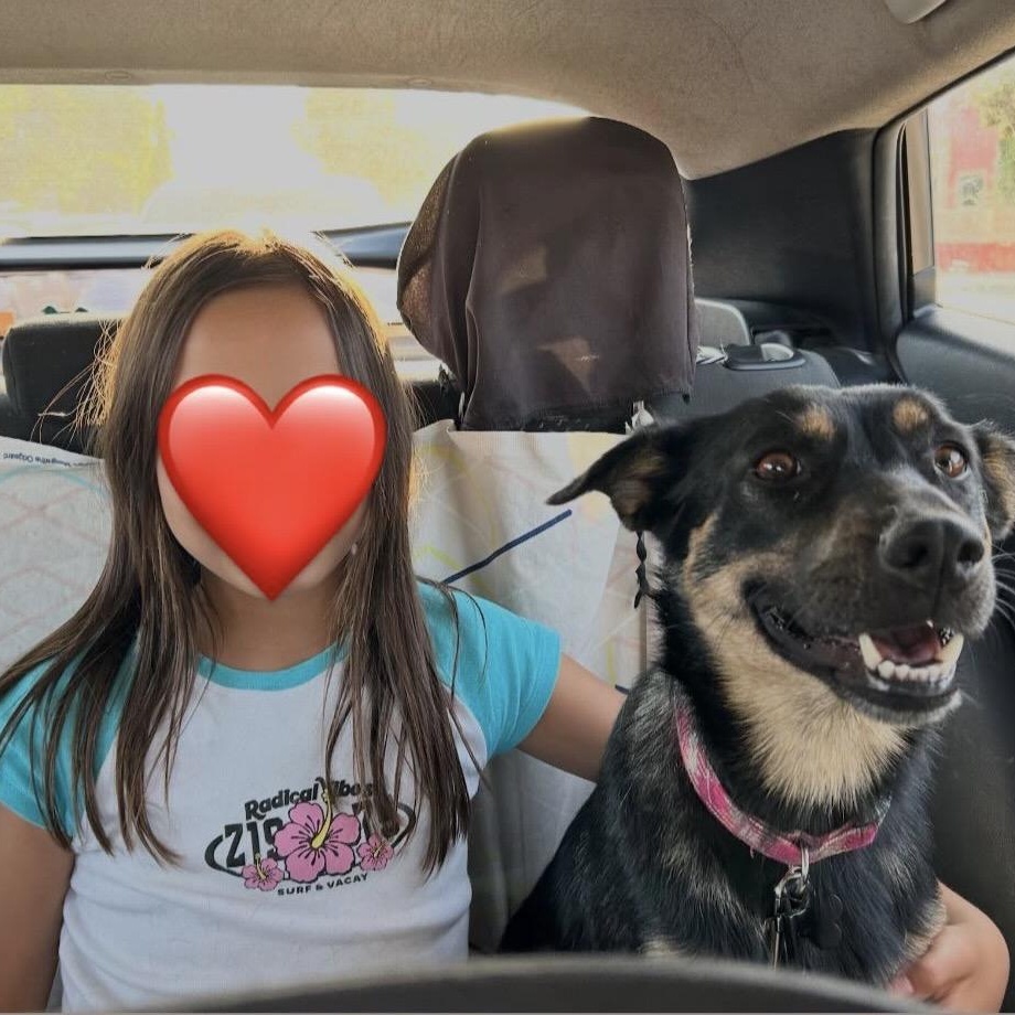 Enlarge Ingrid, a ADOPTABLE mixed breed in Carlsbad, CA image 2/6