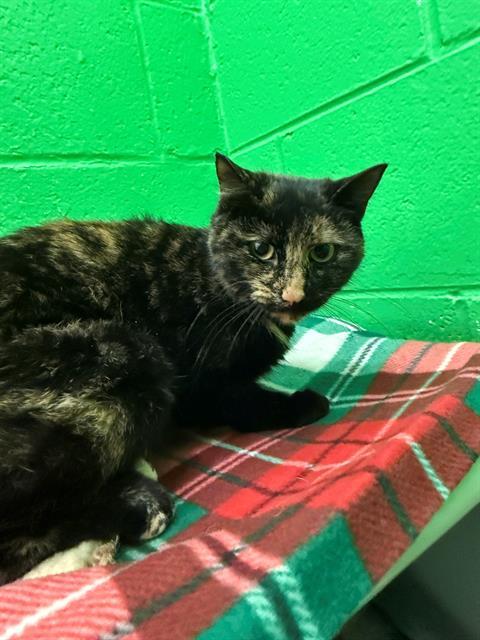 Enlarge MAEVE, a Adoptable Domestic Short Hair in Peoria, IL image 1/1