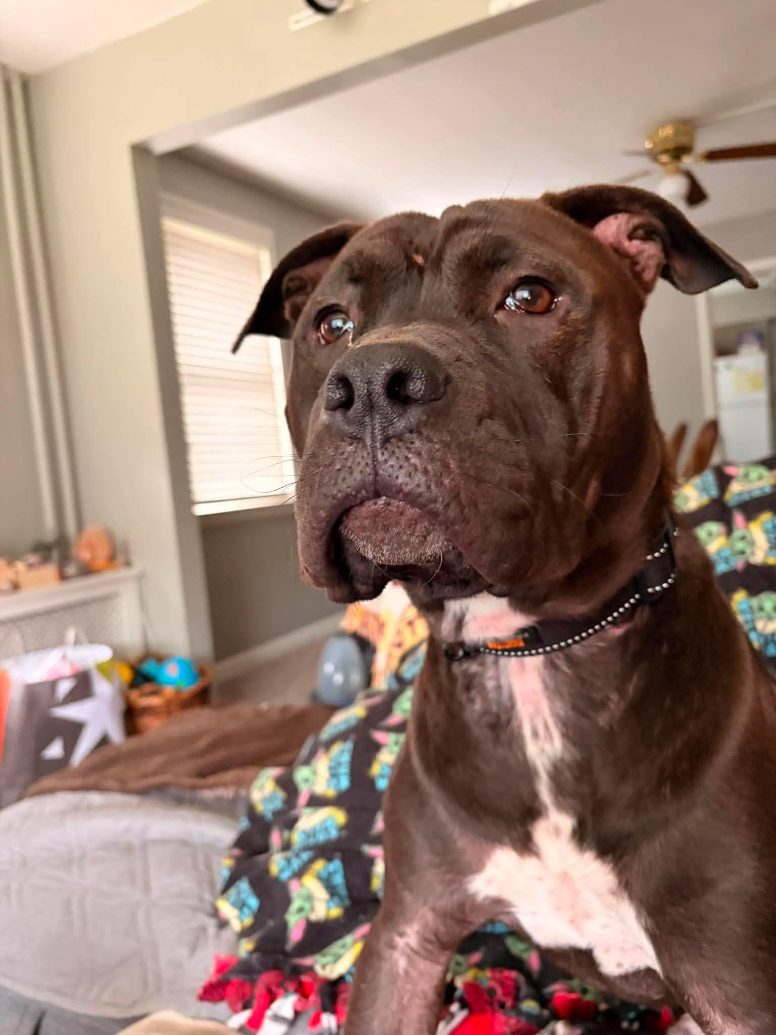 Earl, Adoptable, Young Male Pit Bull Terrier.